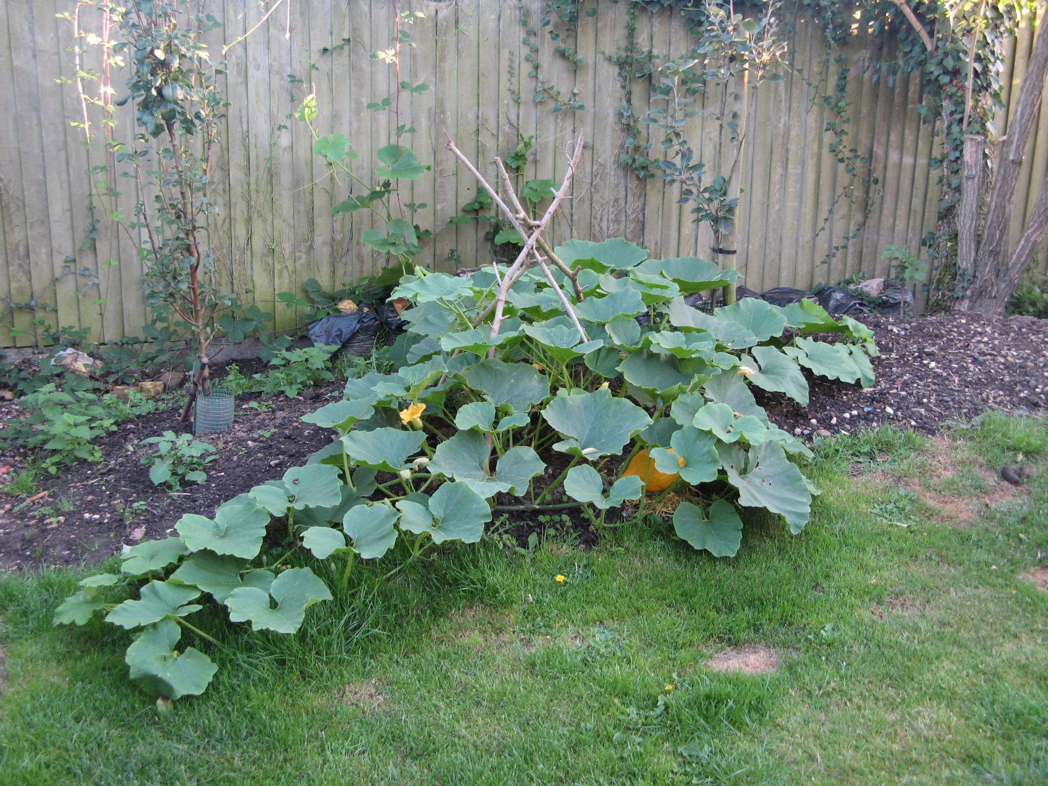 Is This A Butternut Squash Plant And How To Care For It BBC   C526ee9d 1ab3 4de1 8014 400b38a3bd52 