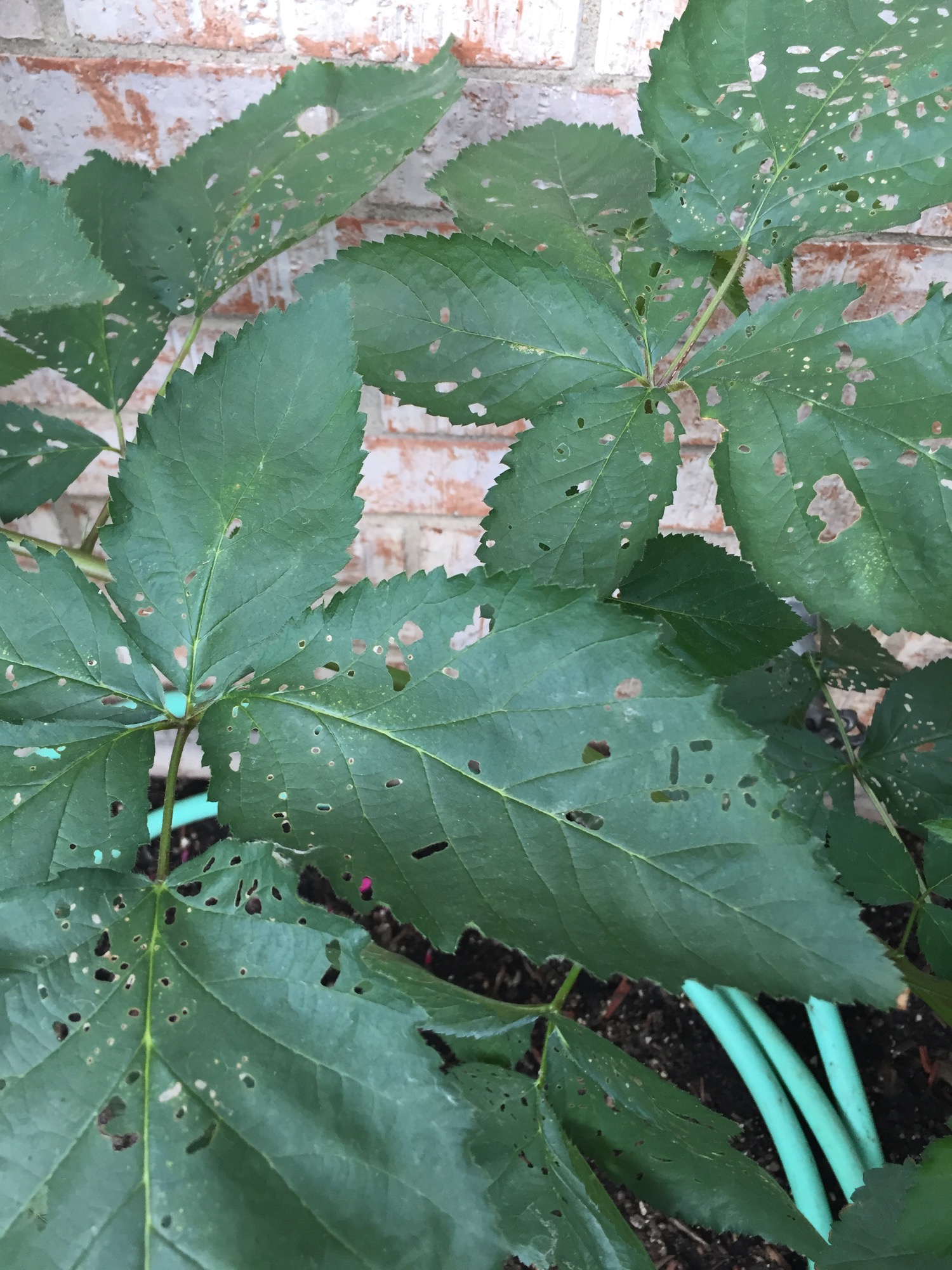 Will Blackberries Harm My Pet Rat? Find Out Now! - bosalos
