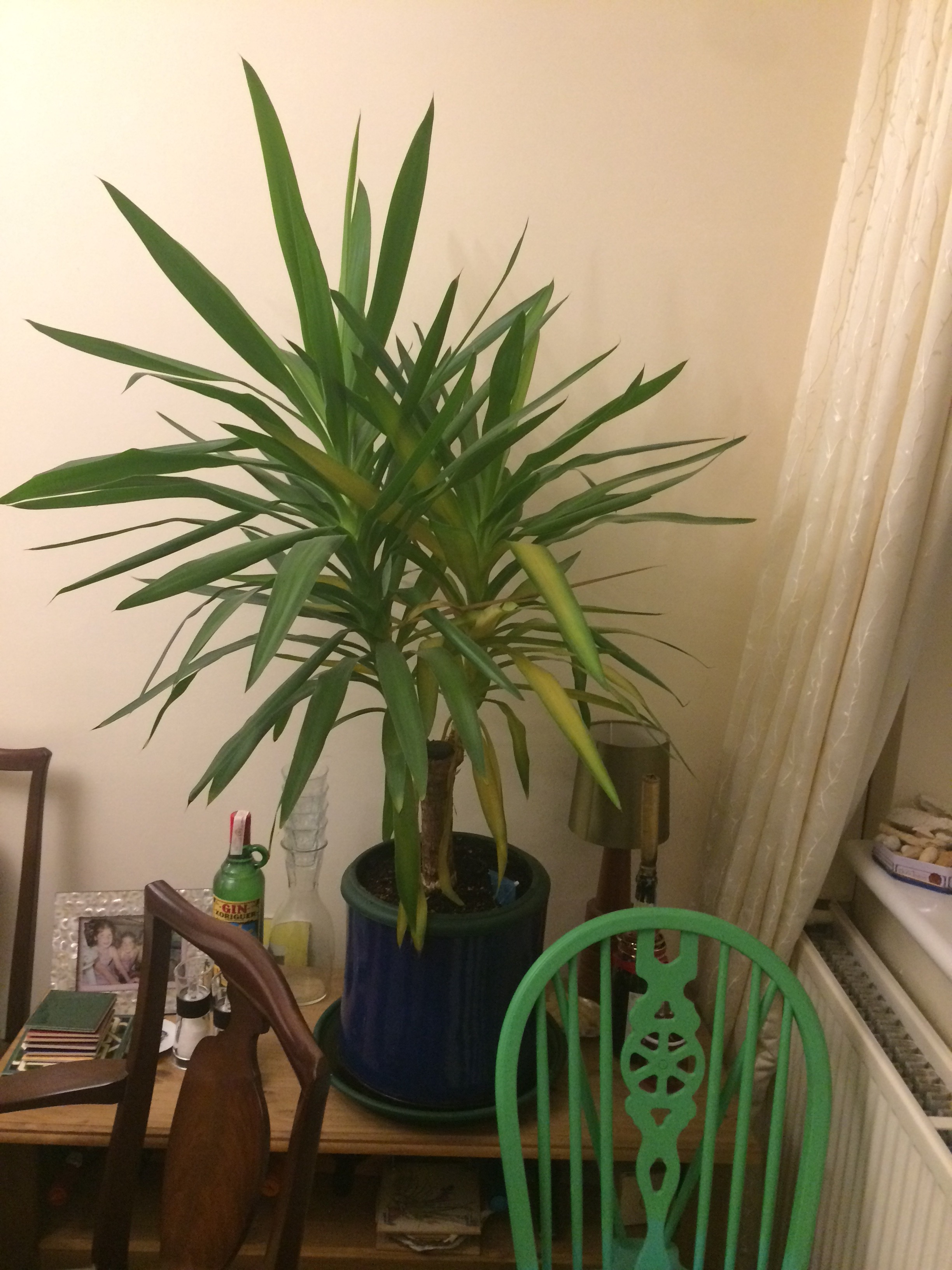Is my house palm dying? — BBC Gardeners' World Magazine