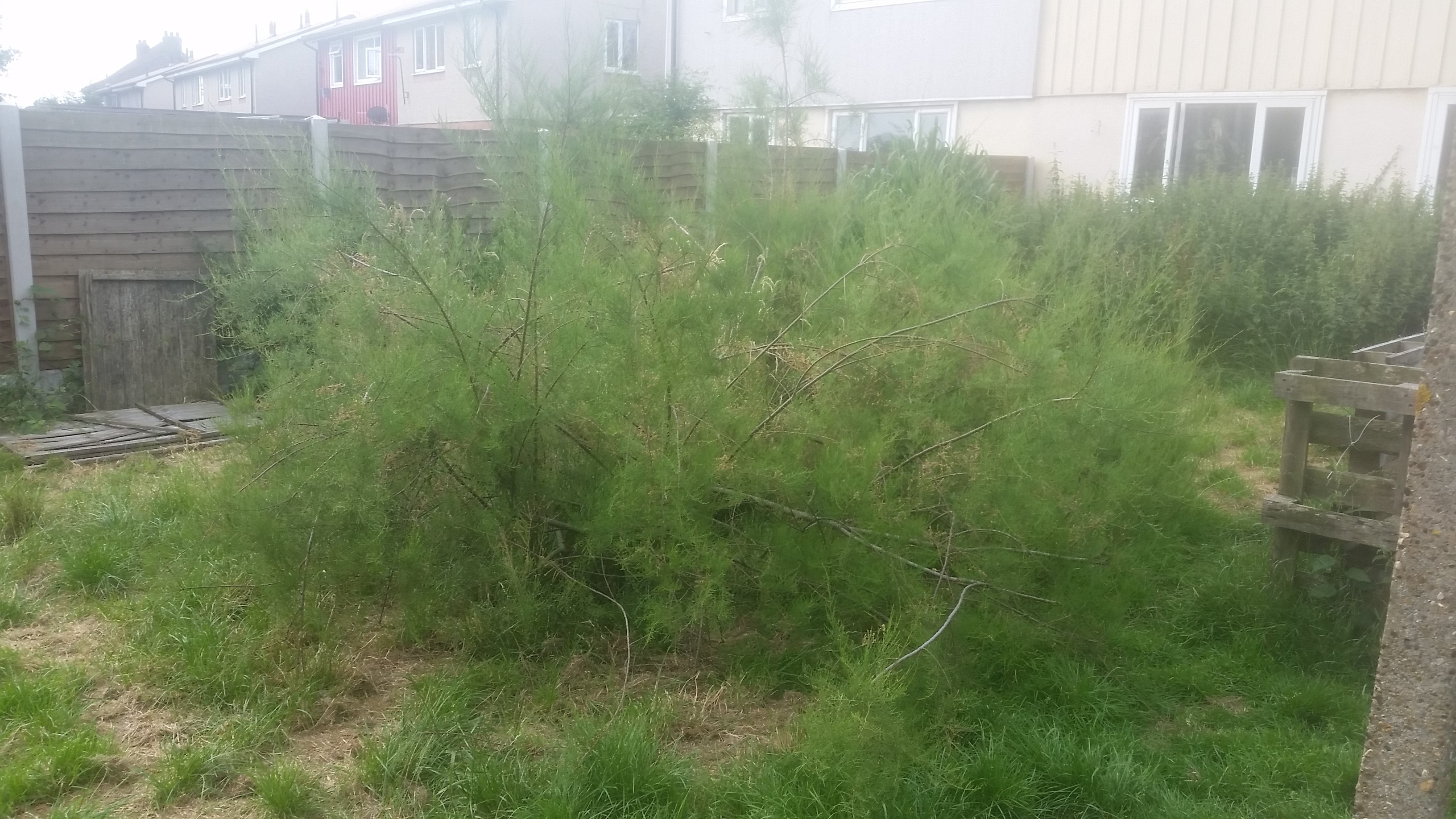 Hard pruning a tamarix — BBC Gardeners' World Magazine