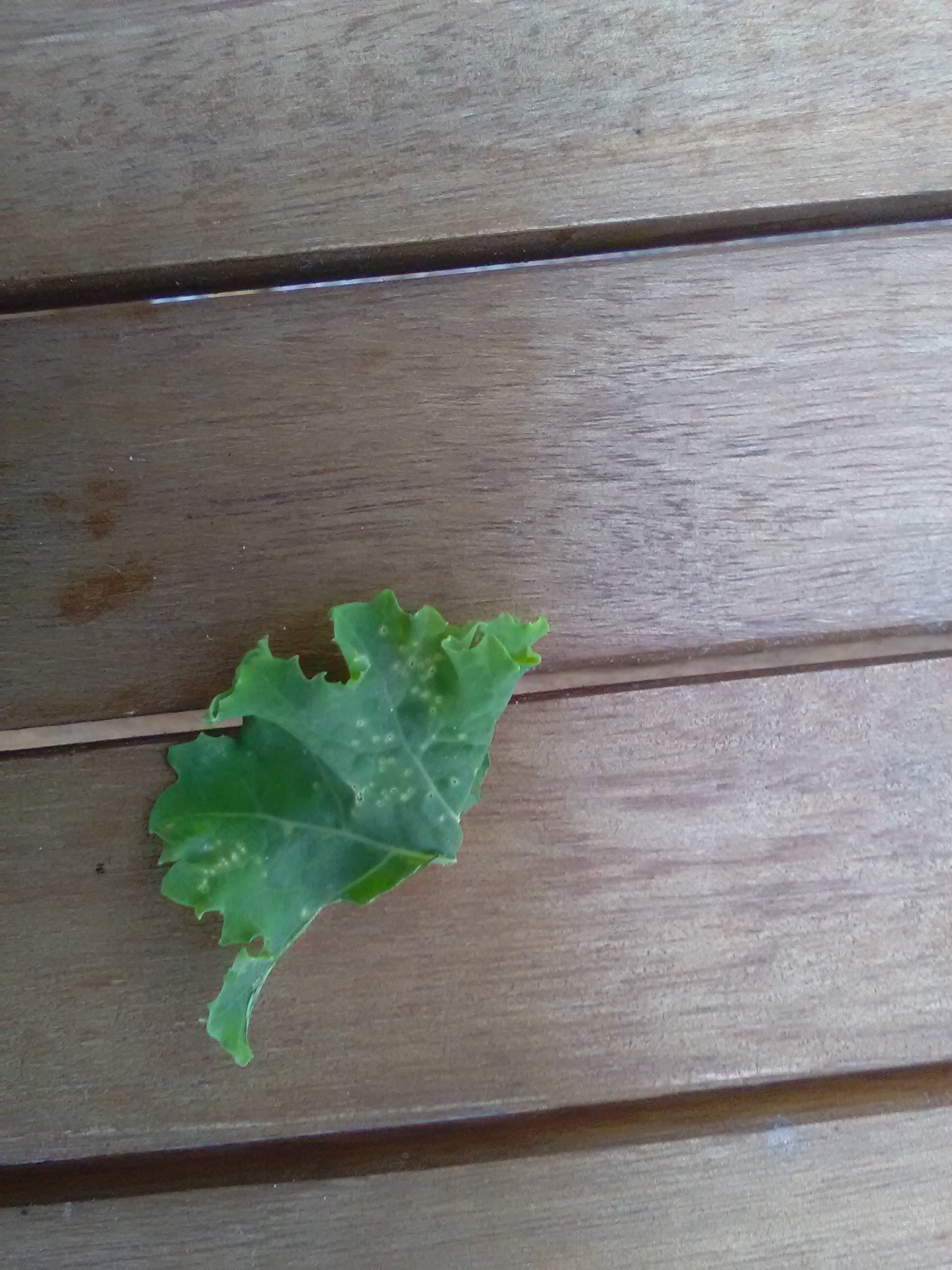 What are these marks on my curly kale? — BBC Gardeners' World Magazine