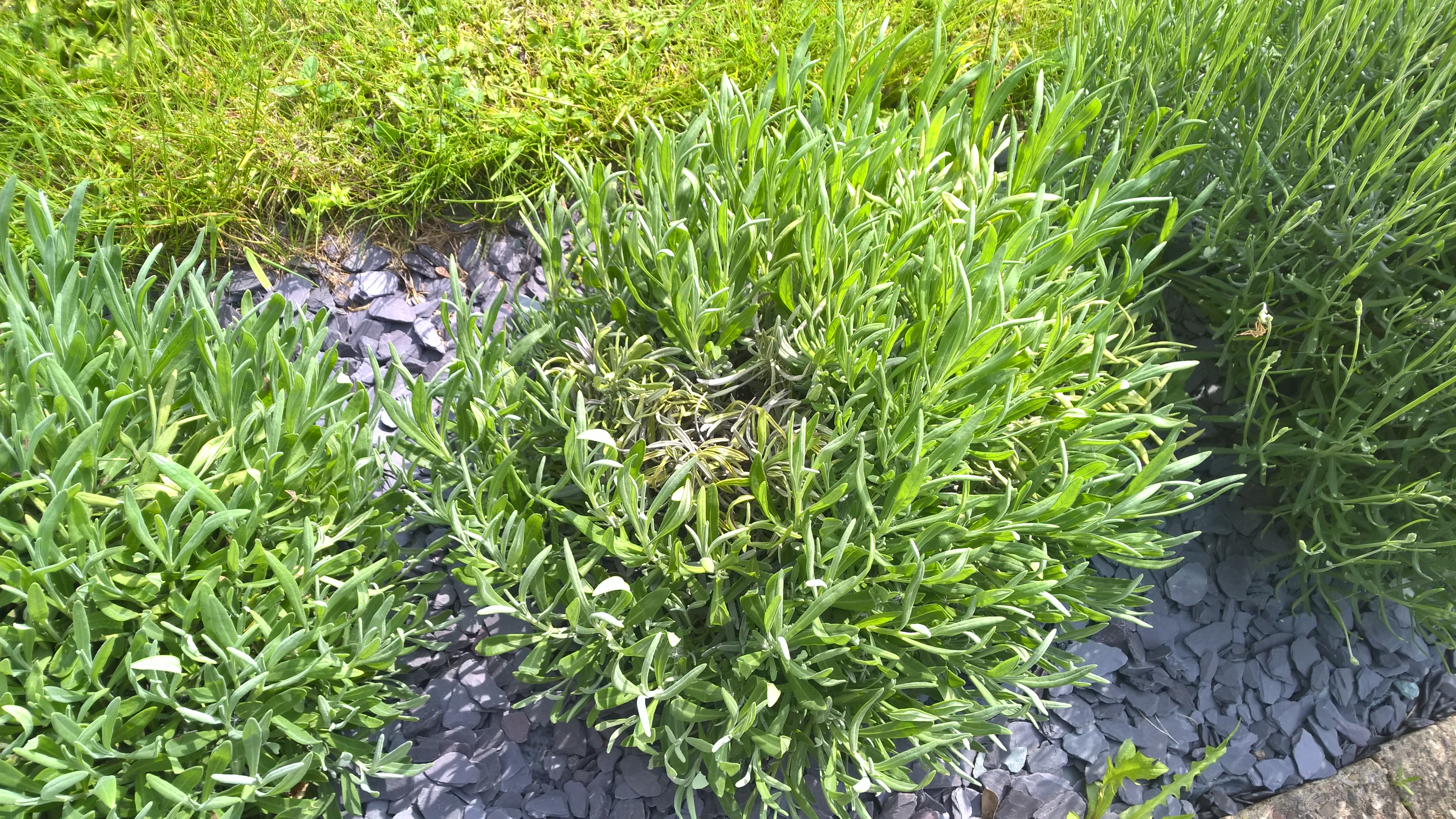 Parts of lavender plant wilting — BBC Gardeners' World Magazine