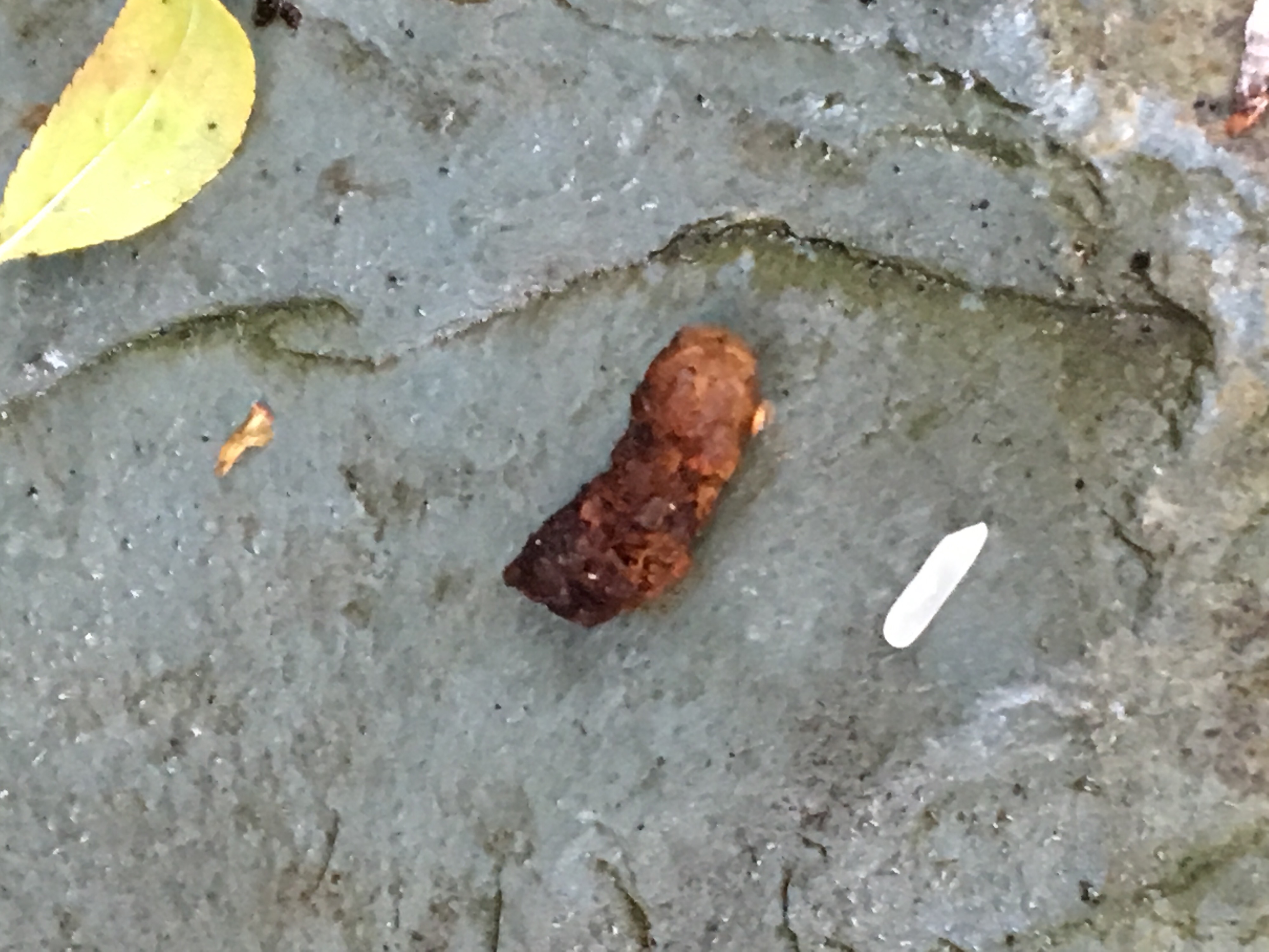Name that poo! — BBC Gardeners' World Magazine
