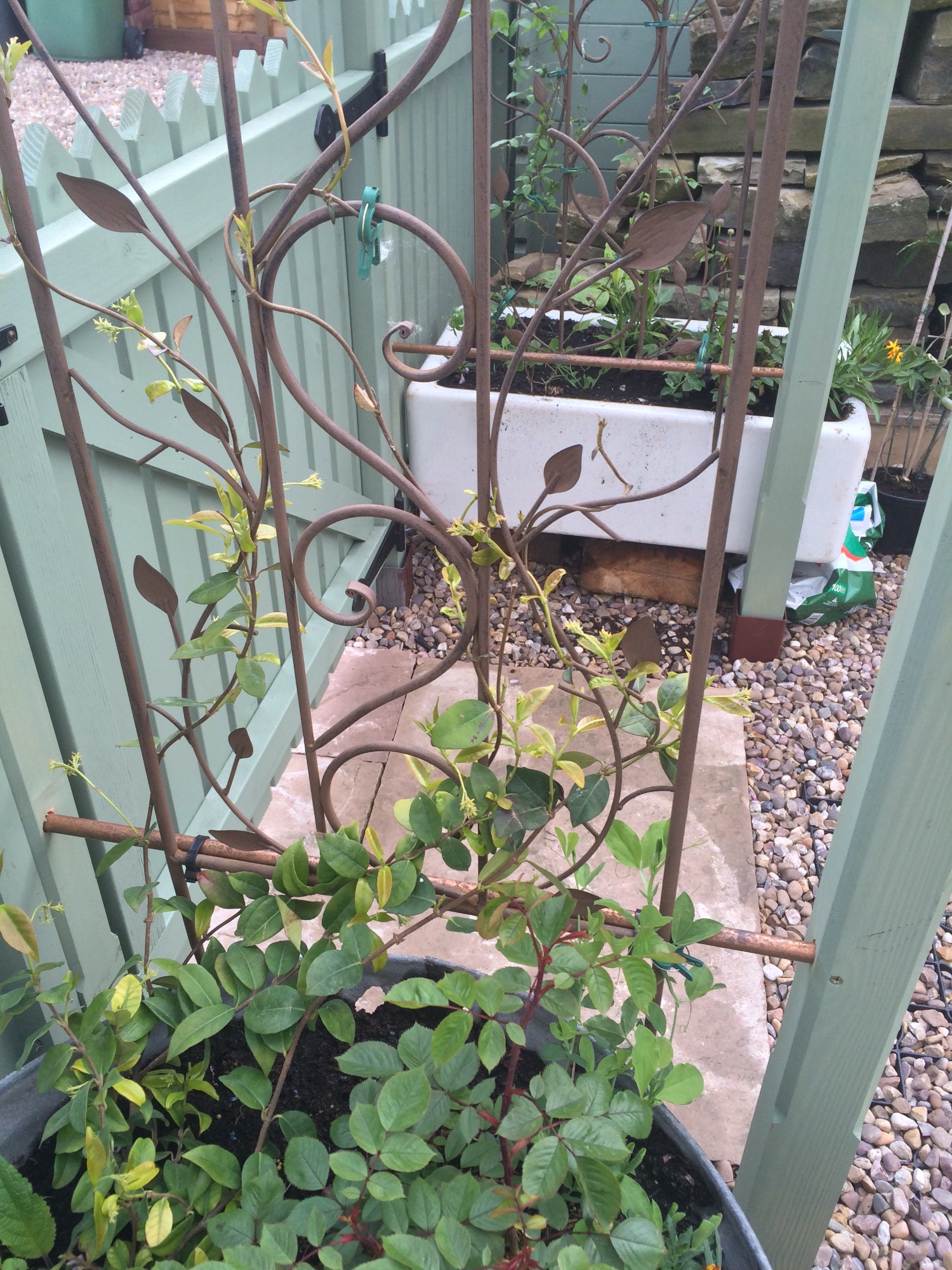 Star jasmine turning brown — BBC Gardeners' World Magazine