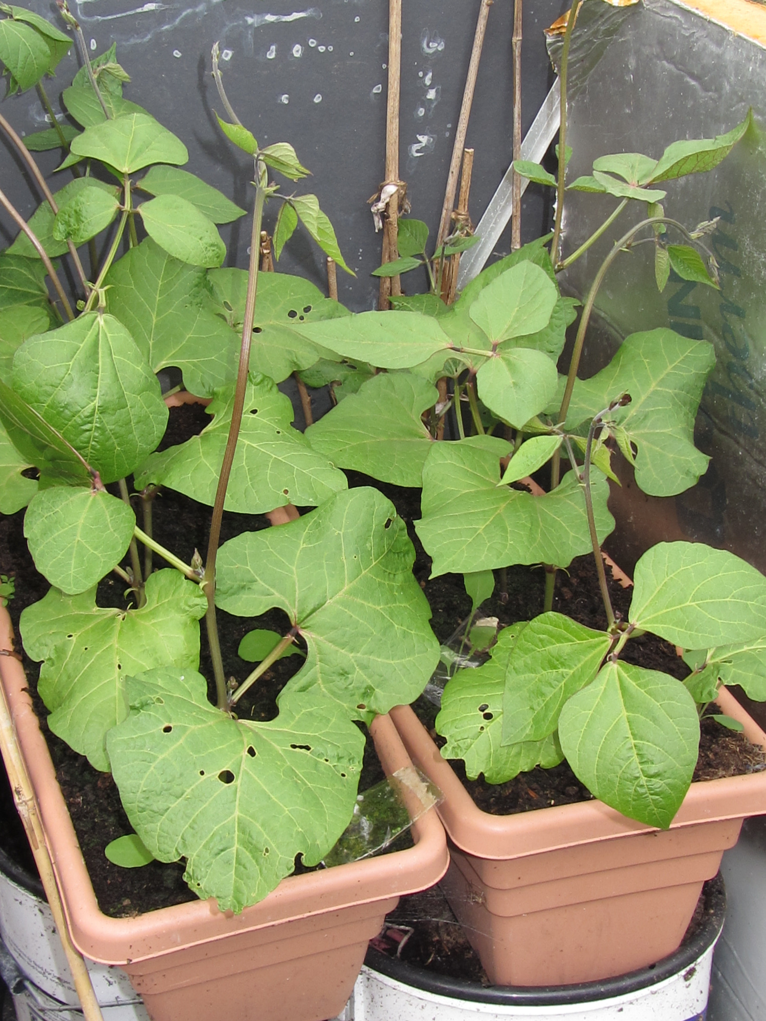 what size module to grow runner beans — BBC Gardeners' World Magazine