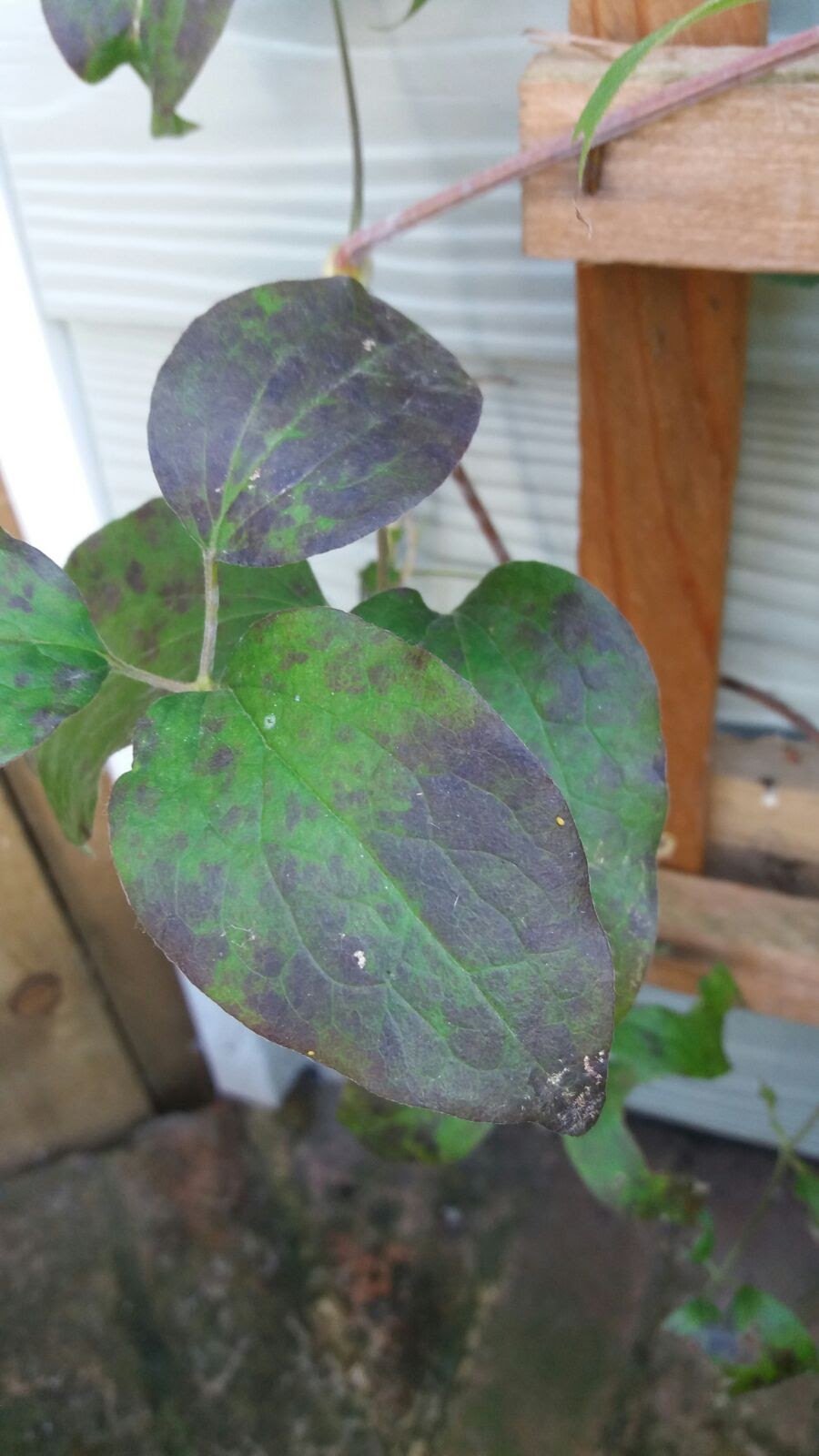 What S This On My Clematis Leaves Bbc Gardeners World Magazine