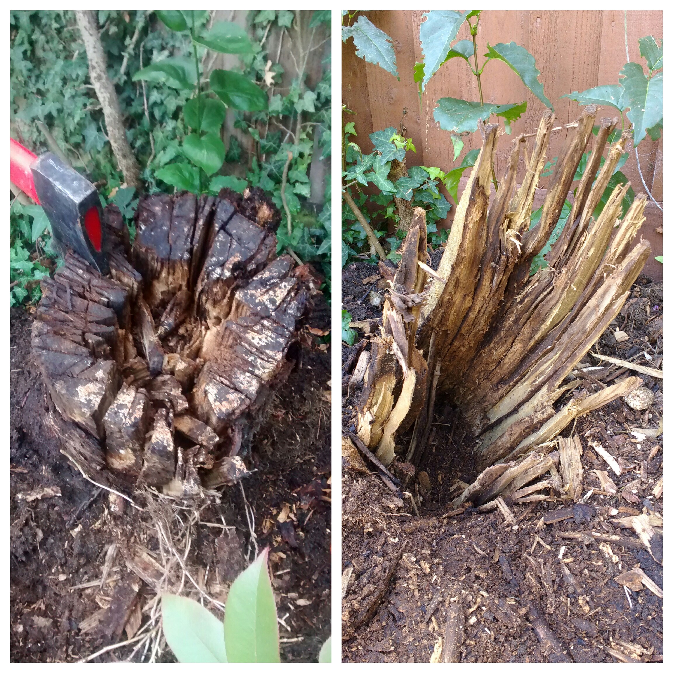 a tree stump — BBC Gardeners' World Magazine