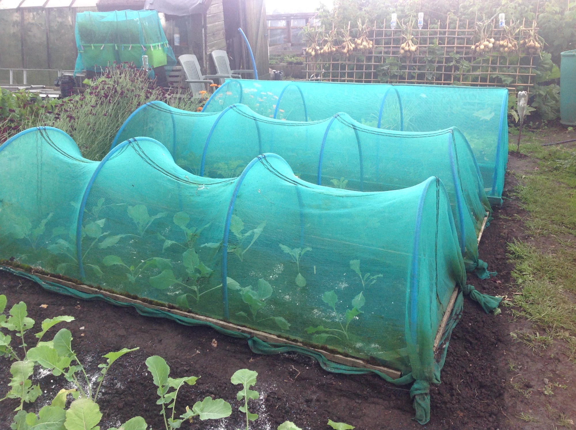 What pipe to use for raised bed hoop frame, (etc