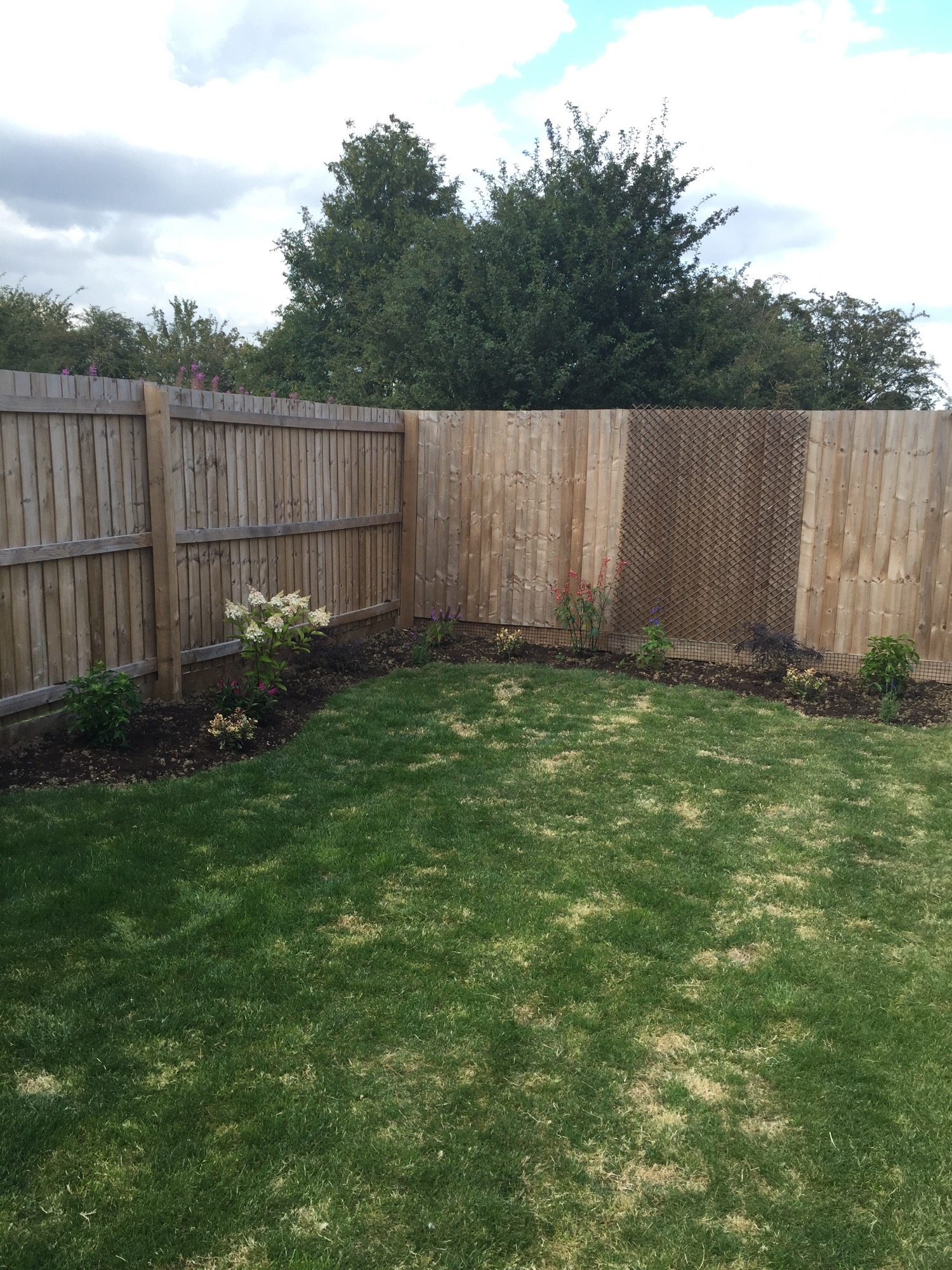 New build lawn, white patches, any ideas? — BBC Gardeners' World Magazine