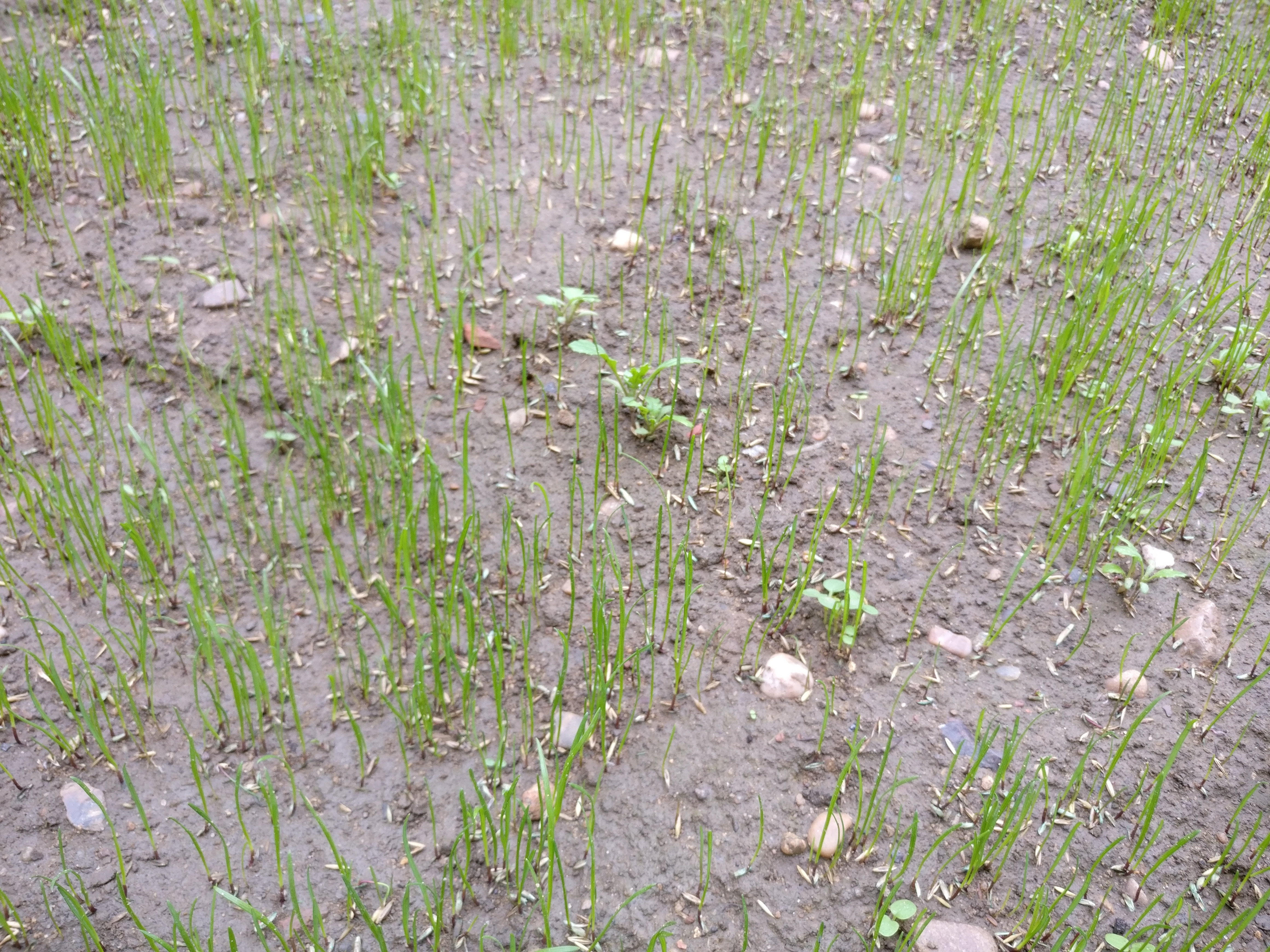 New Lawn Bbc Gardeners World Magazine