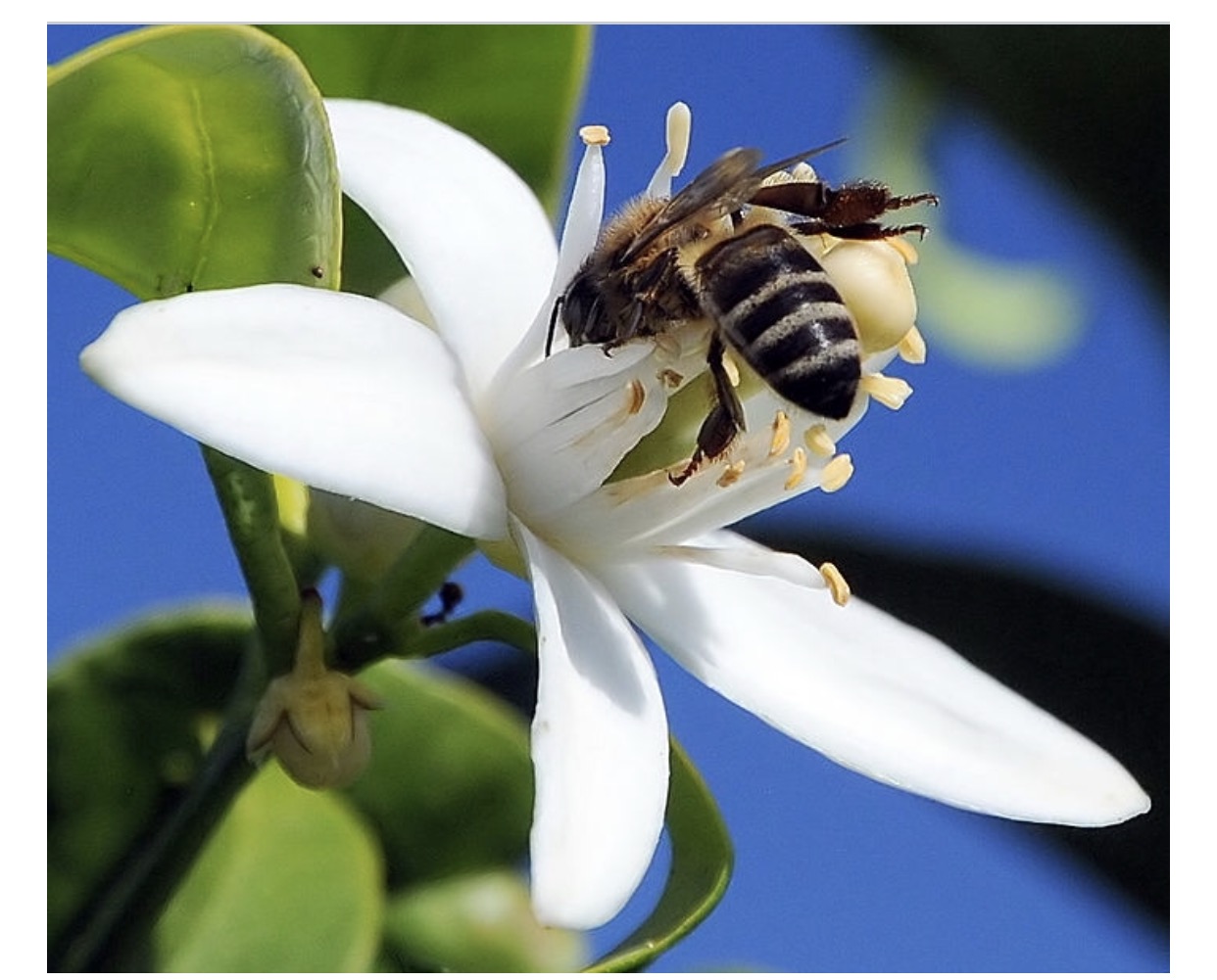 Citrus and bees — BBC Gardeners' World Magazine