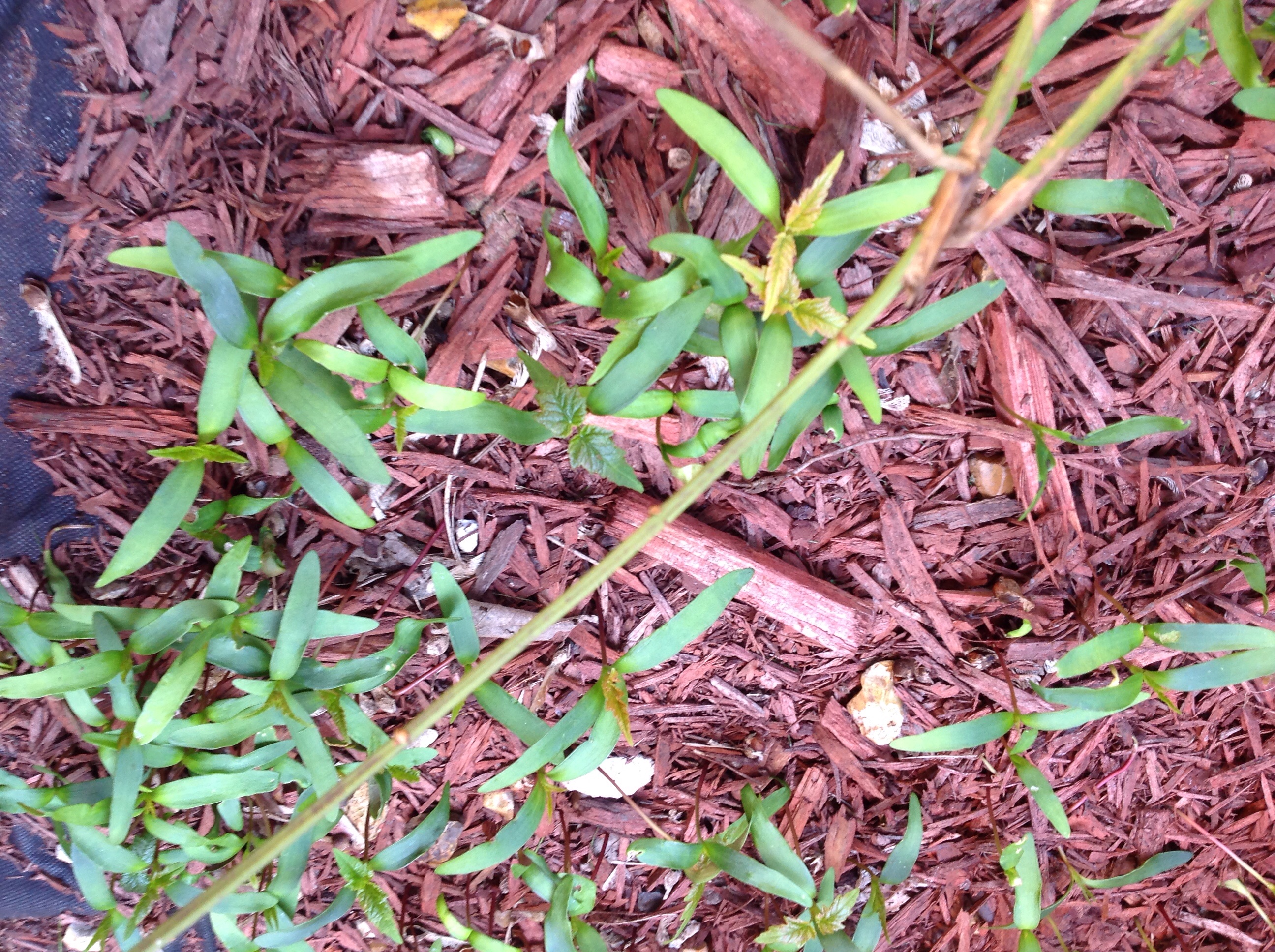 Wurly bird weeds — BBC Gardeners' World Magazine