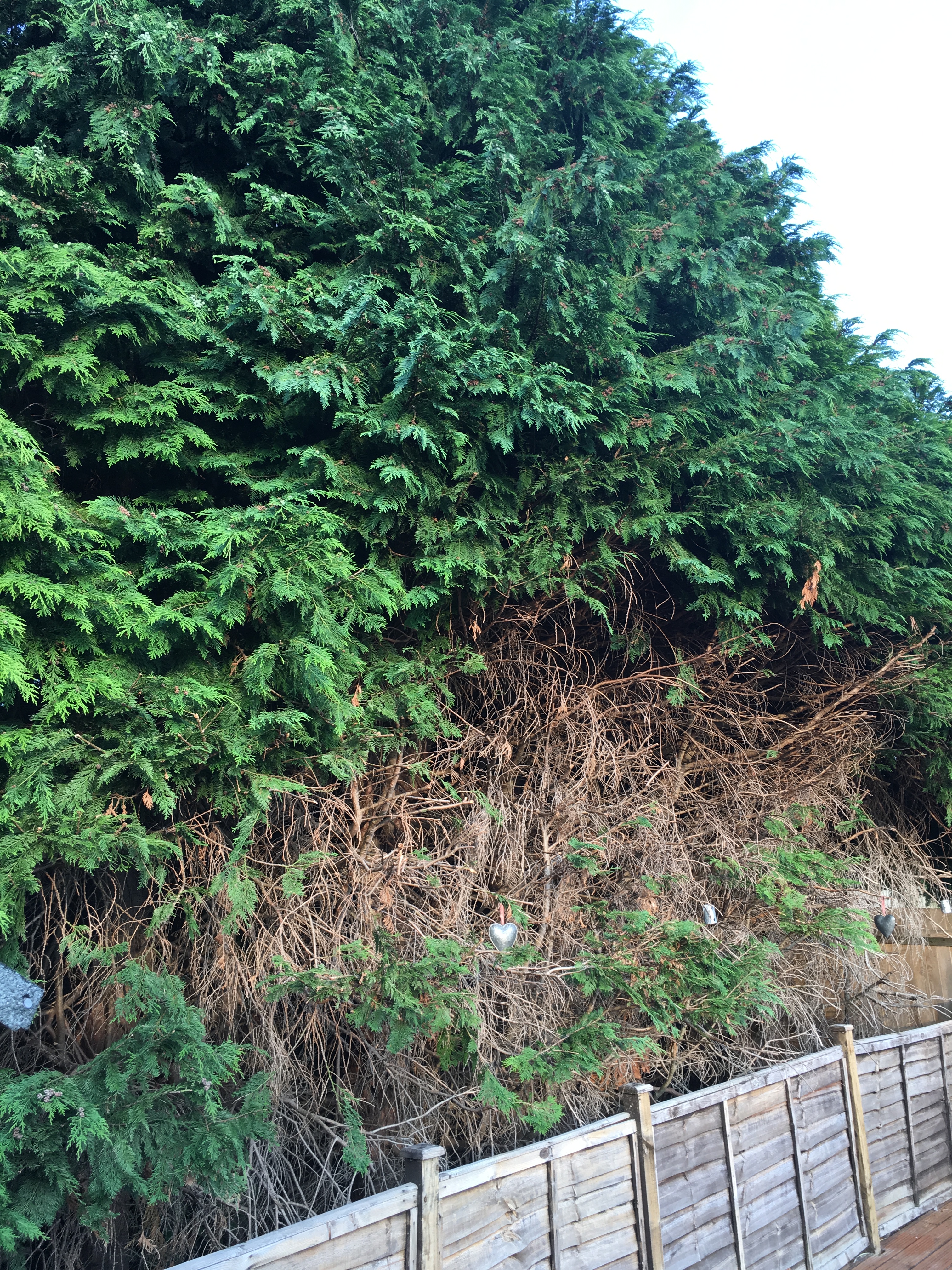Dead Leylandii Tree Infill Options Bbc Gardeners World Magazine