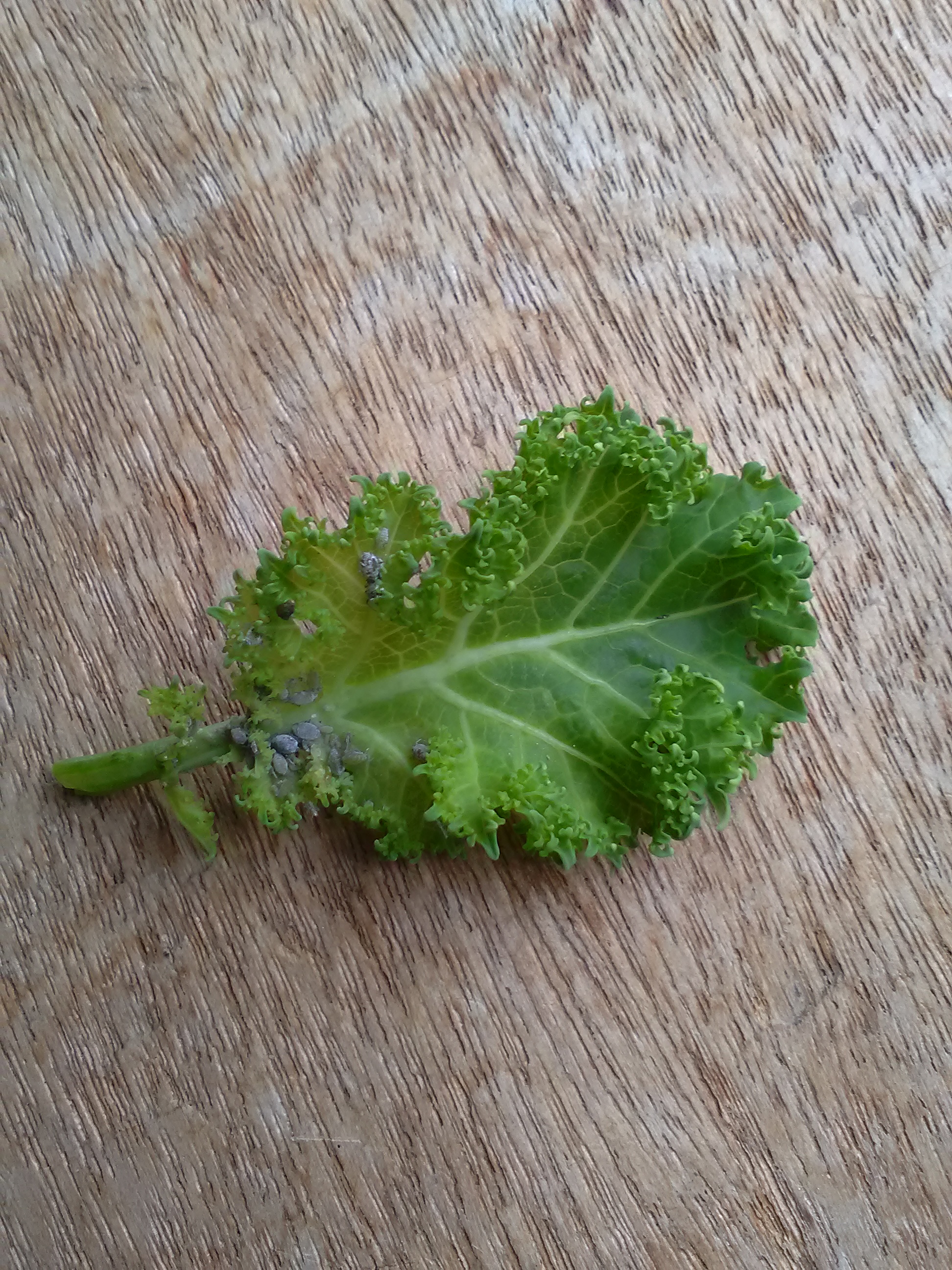 Grey eggs on kale and broccoli — BBC Gardeners' World Magazine