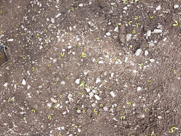 Stoney soil for new lawn Page 2 — BBC Gardeners' World Magazine