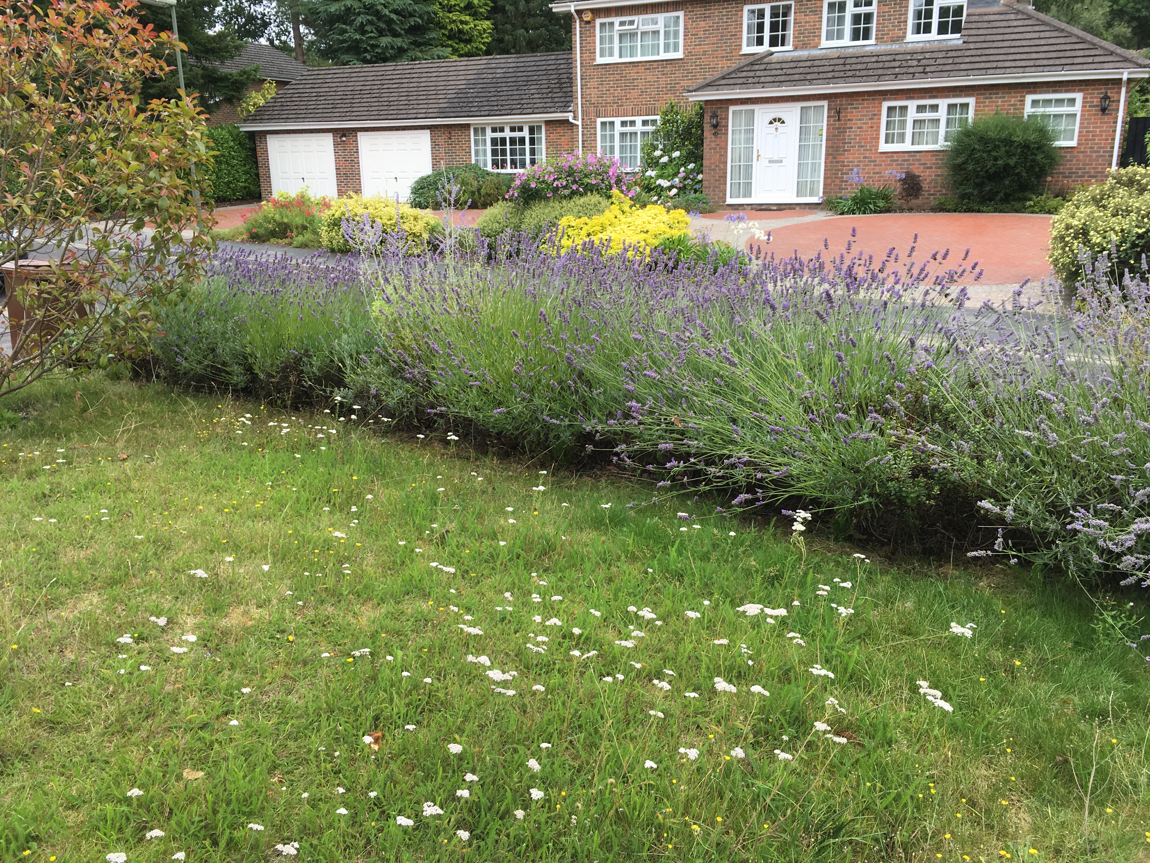 When is the best time to move lavender plants? — BBC Gardeners' World