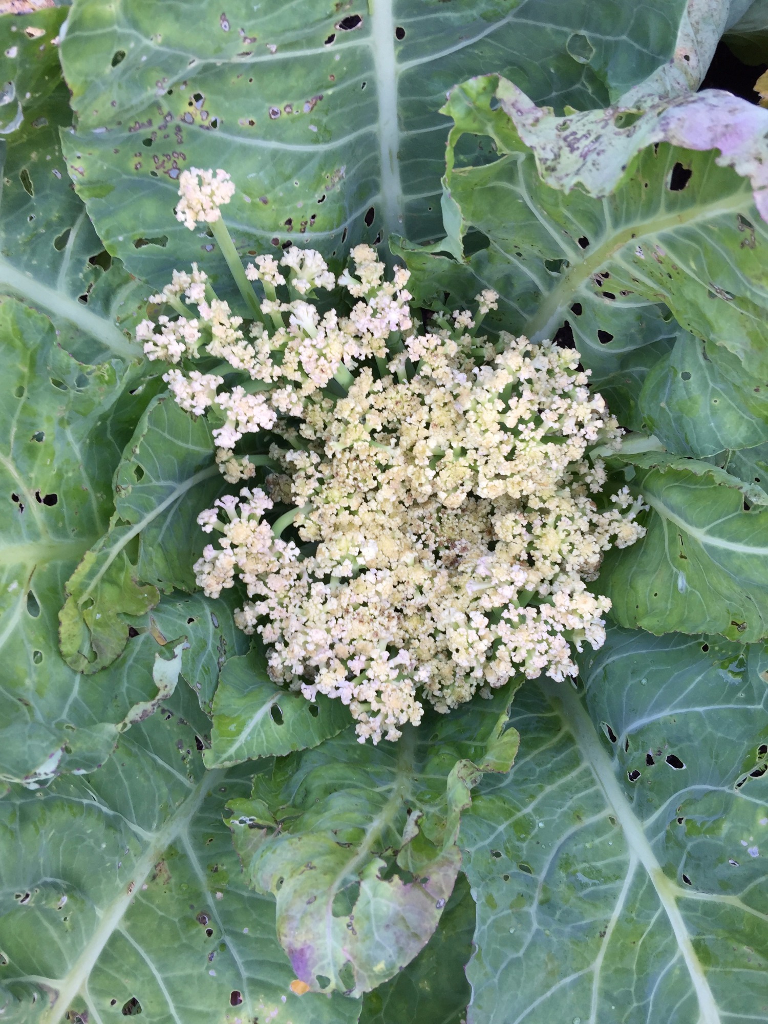 Cauliflower Problems — BBC Gardeners' World Magazine