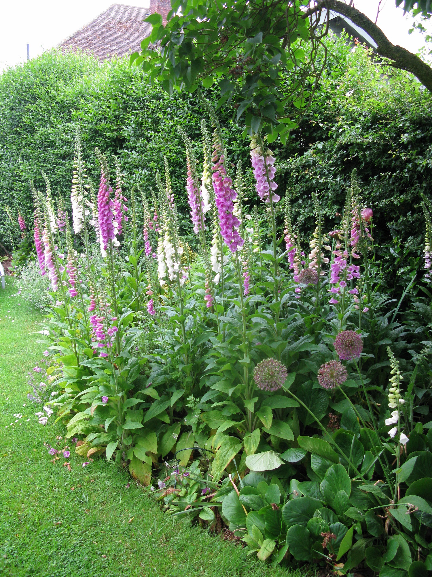 What to do with foxgloves when season over. — BBC Gardeners' World Magazine