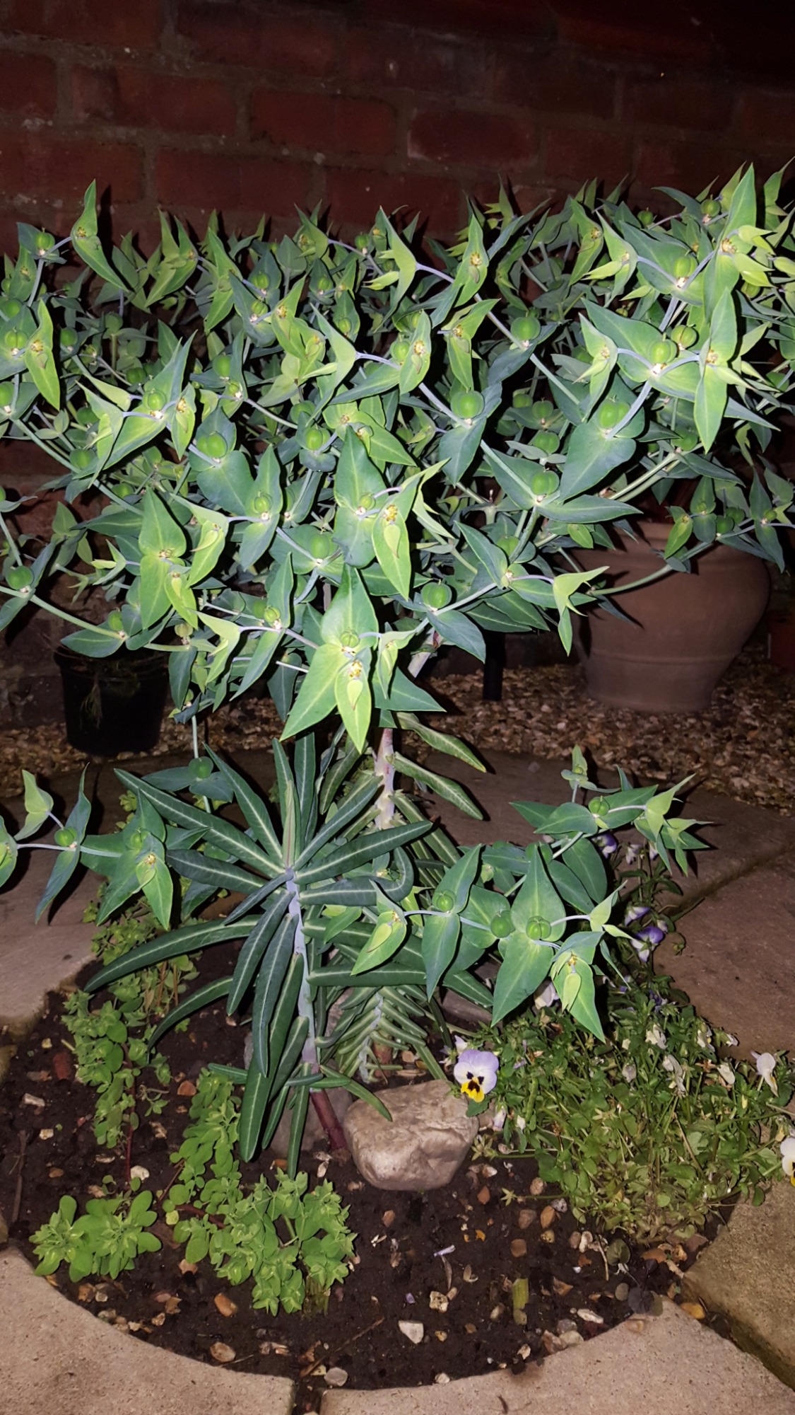 What is this plant called? — BBC Gardeners' World Magazine