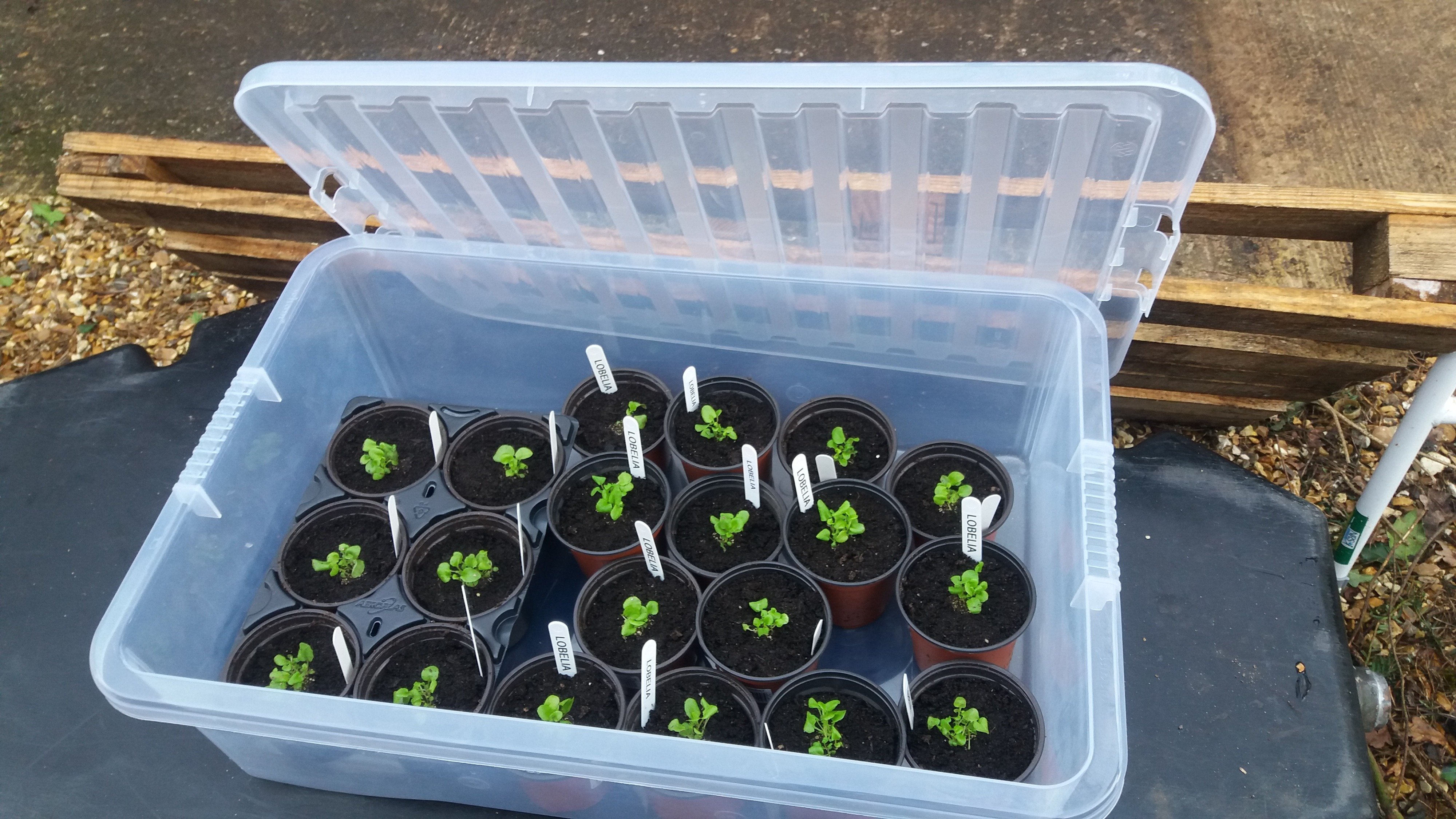 Plastic boxes as cold frame — BBC Gardeners' World Magazine