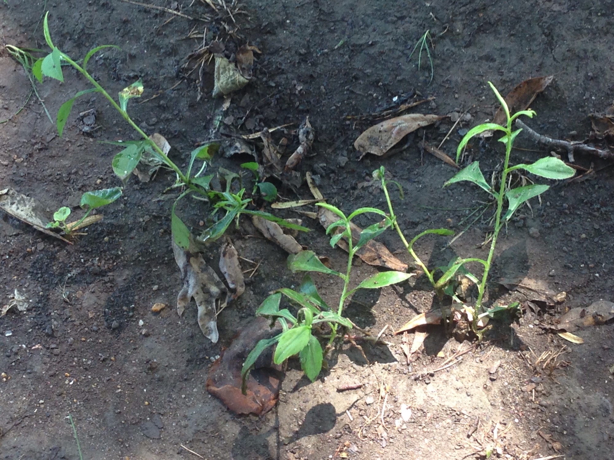 My strawberries are dying — BBC Gardeners' World Magazine