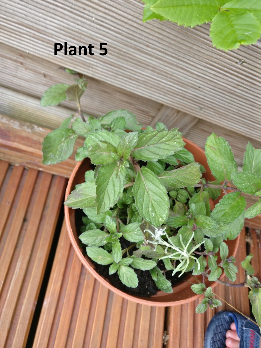 Identifying Mint Plant Varieties