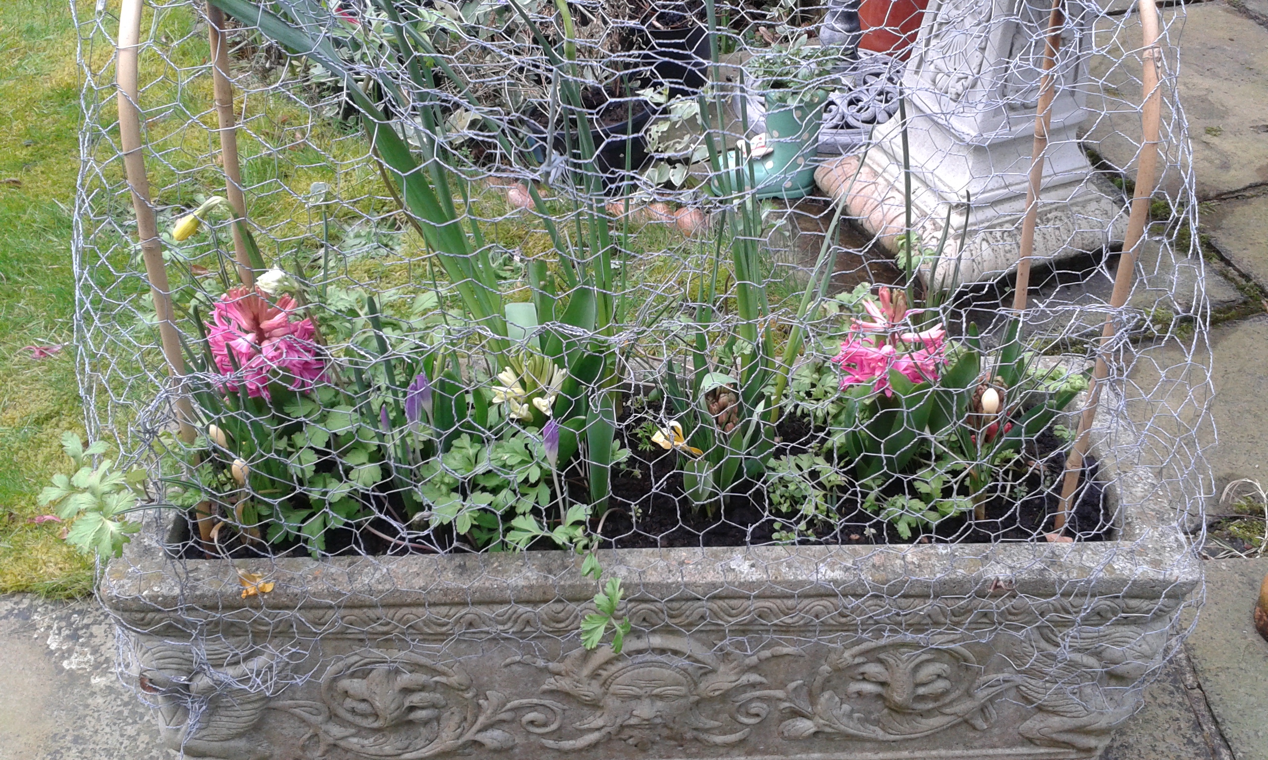 How can I stop squirrels digging into my palnt pots - Page ...