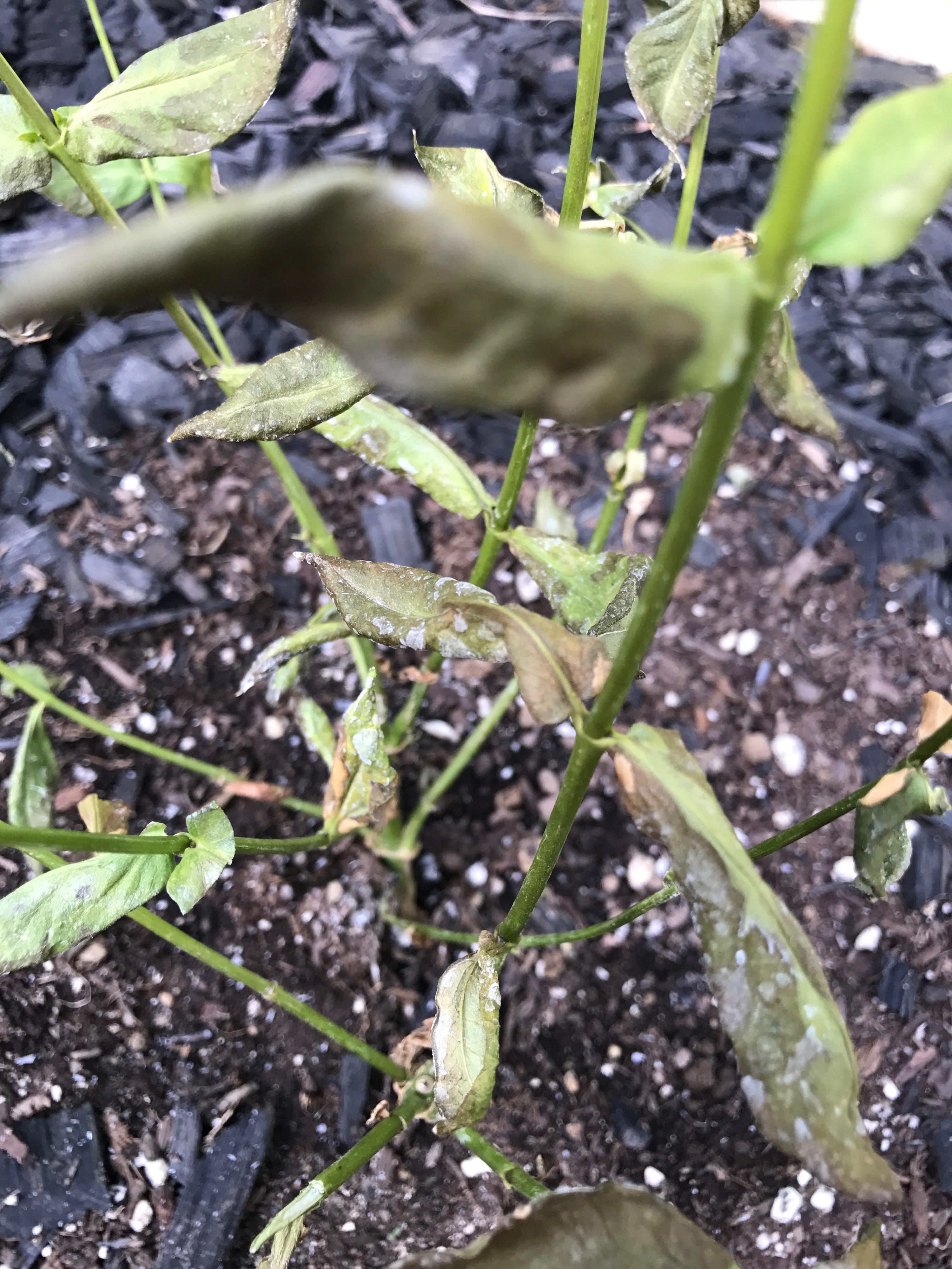 Phlox dying — BBC Gardeners' World Magazine