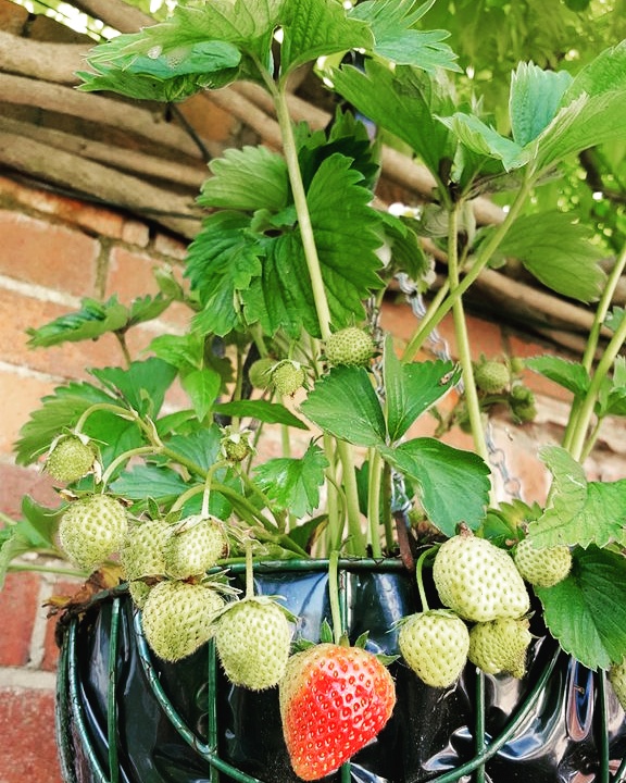 My strawberries are dying — BBC Gardeners' World Magazine