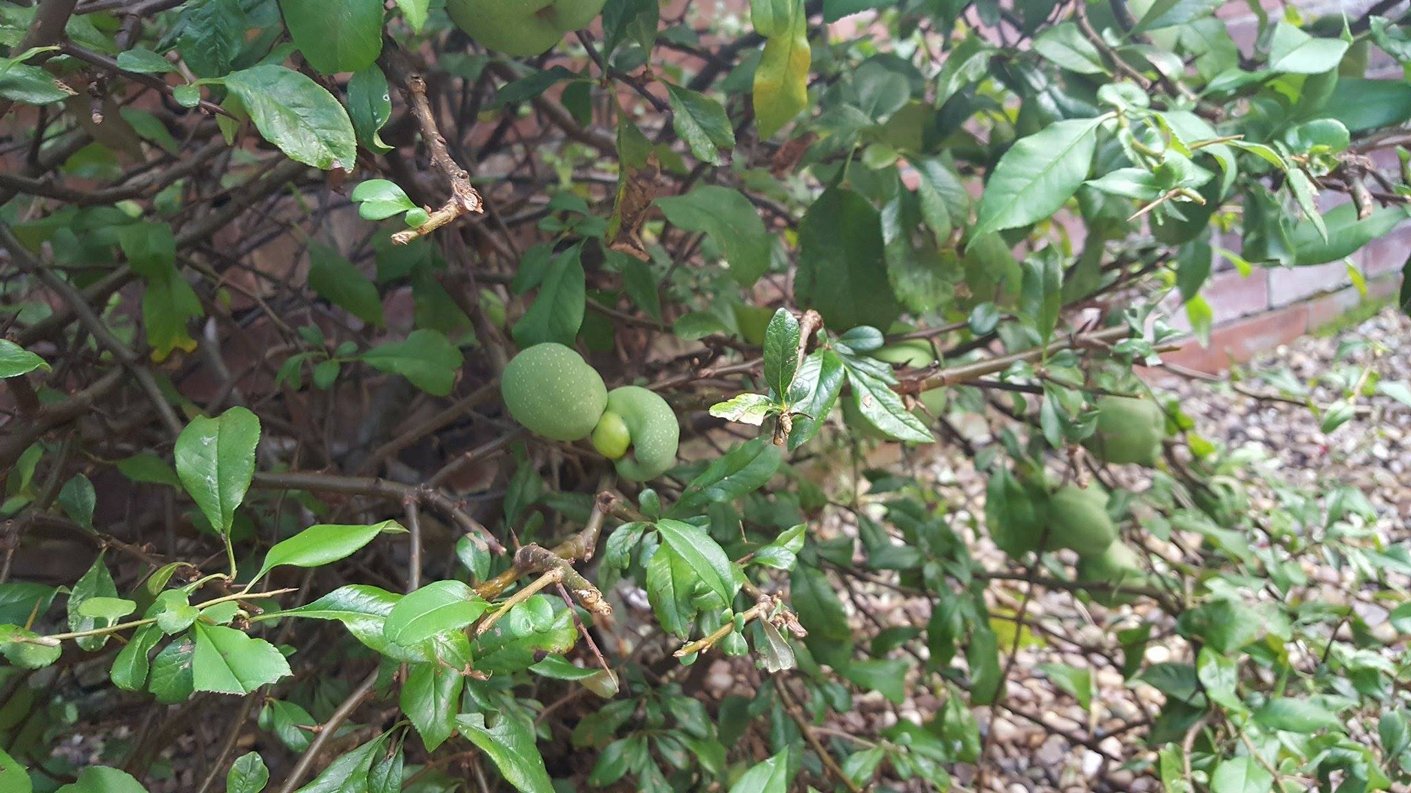 What Fruit Is This Bbc Gardeners World Magazine Bbc Gardeners World Magazine