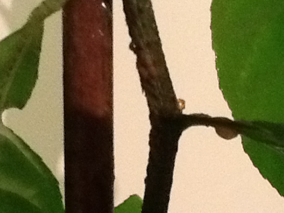 Indoor plants sticky leaves — BBC Gardeners' World Magazine