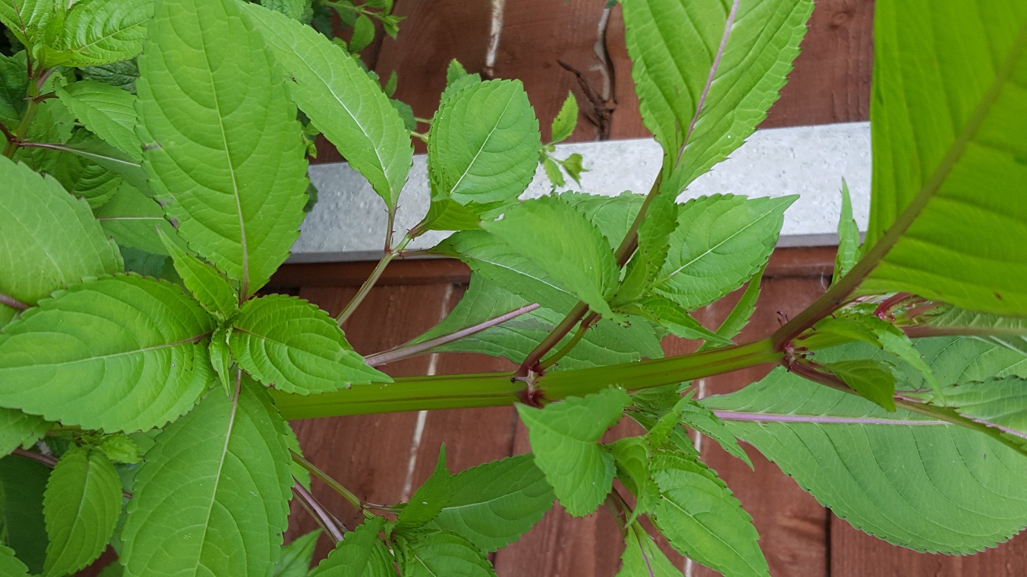 What Is This Fast Growing Beast BBC Gardeners World Magazine