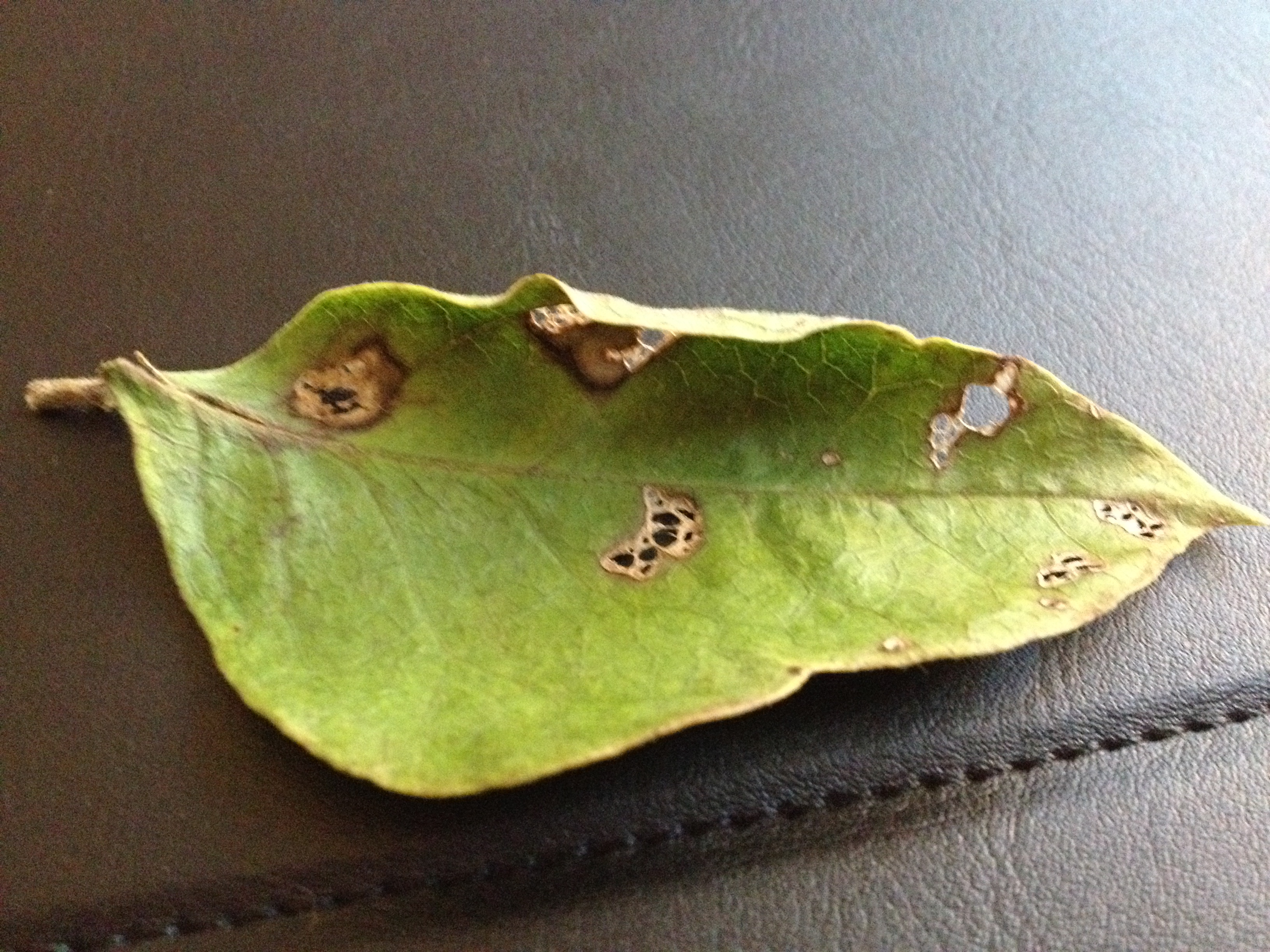 Magnolia Problems — BBC Gardeners' World Magazine