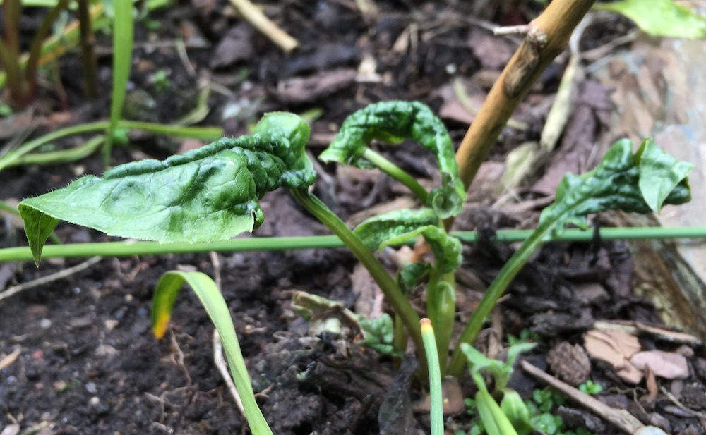 Echinacea Leaves Crinkled + Plants Dying — Forum