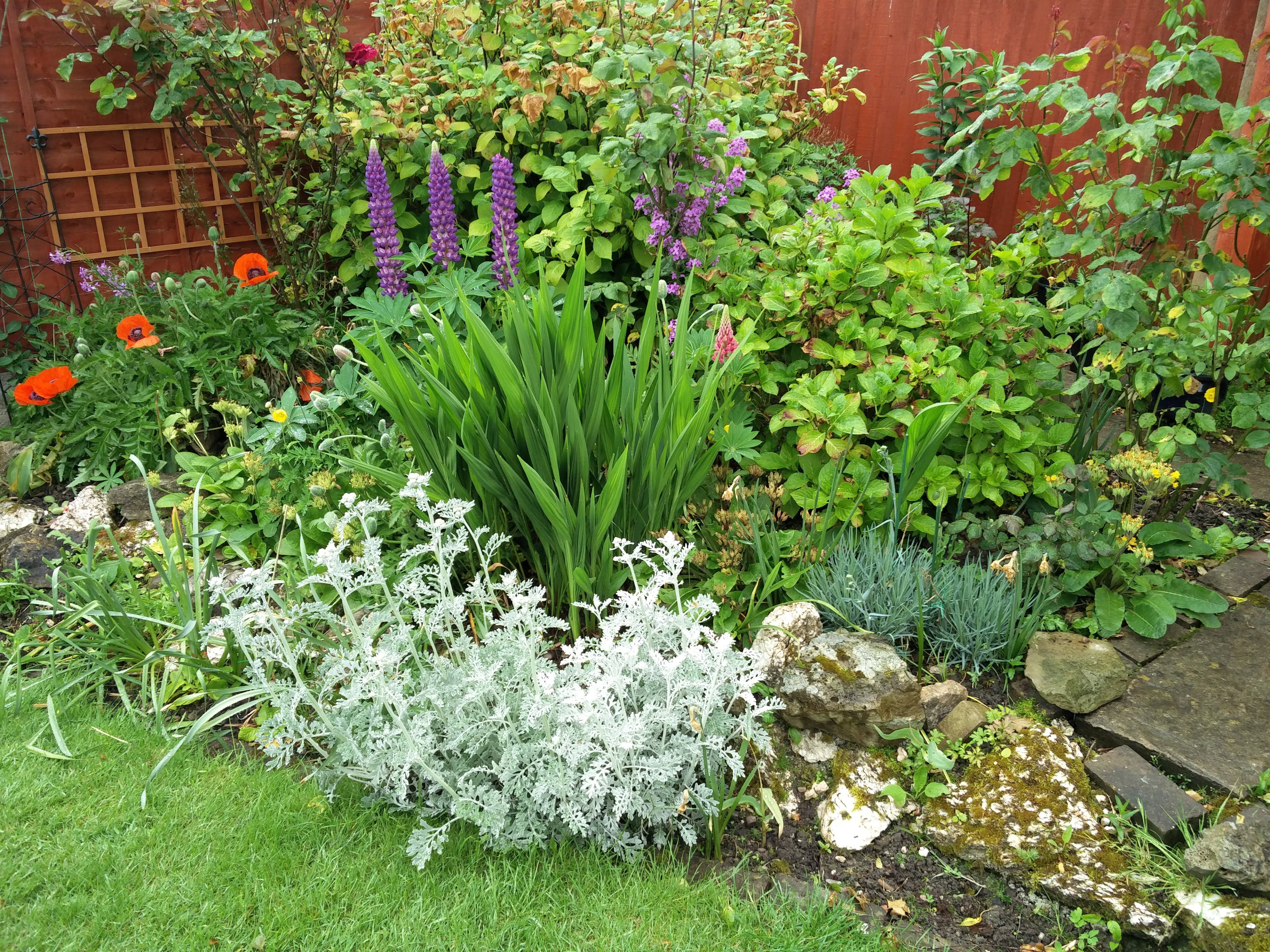 Unique Winter Bedding Plants Ideas Festooning Beautiful Garden Names And Pictures Of Bedding Plants Designs