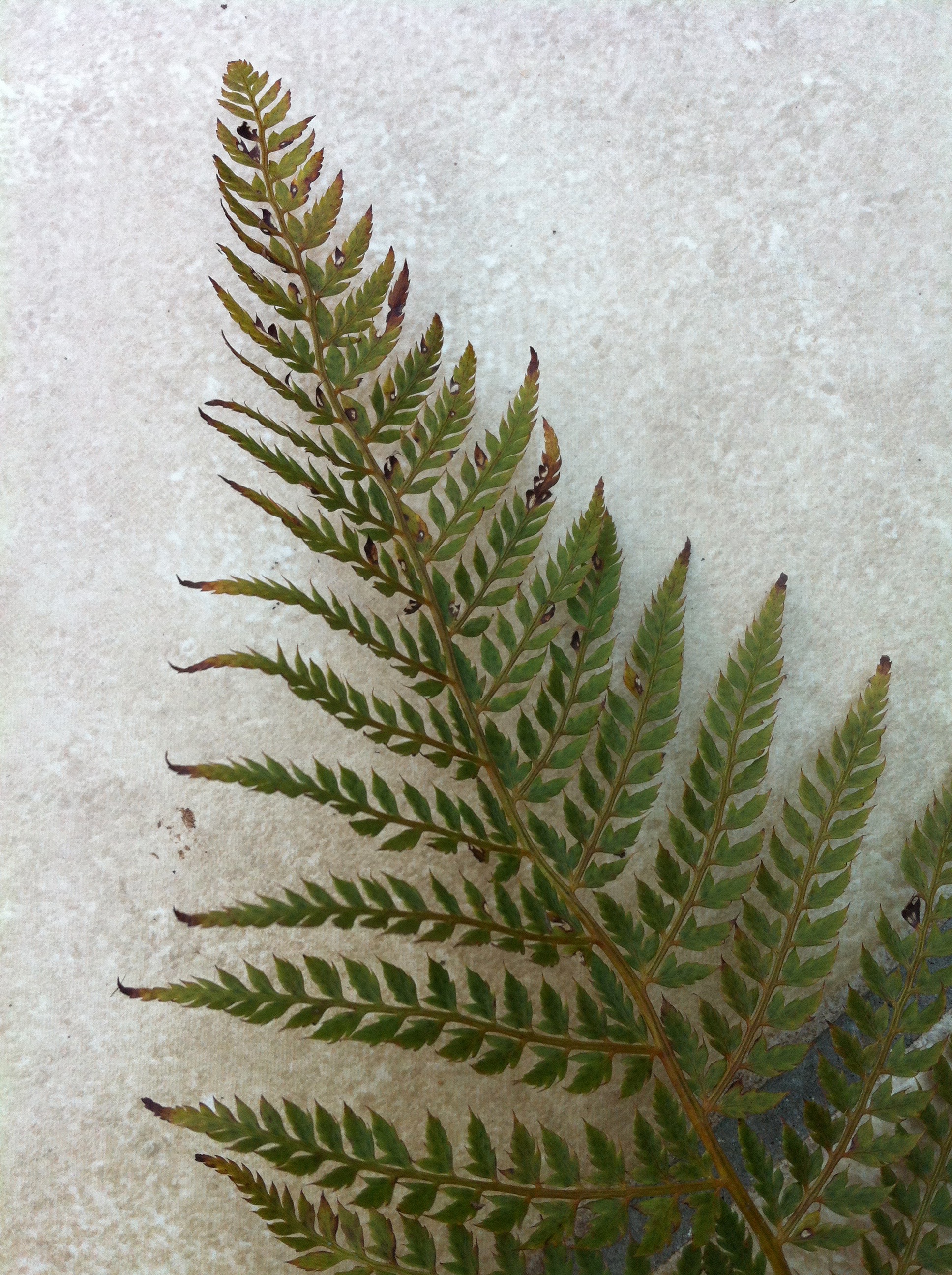 Fern ID — BBC Gardeners' World Magazine