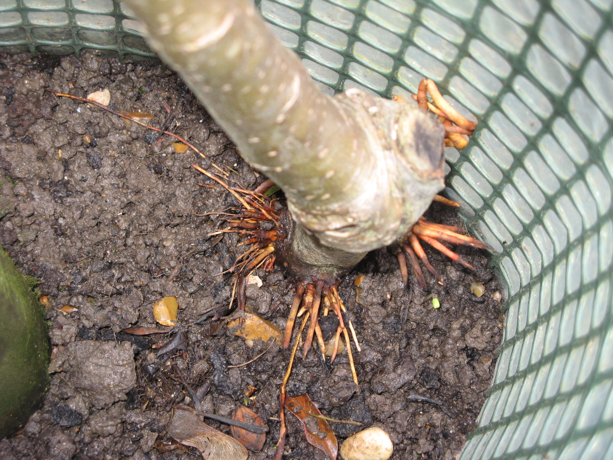 Strange roots (?) at the bottom of my apple trees... What are they