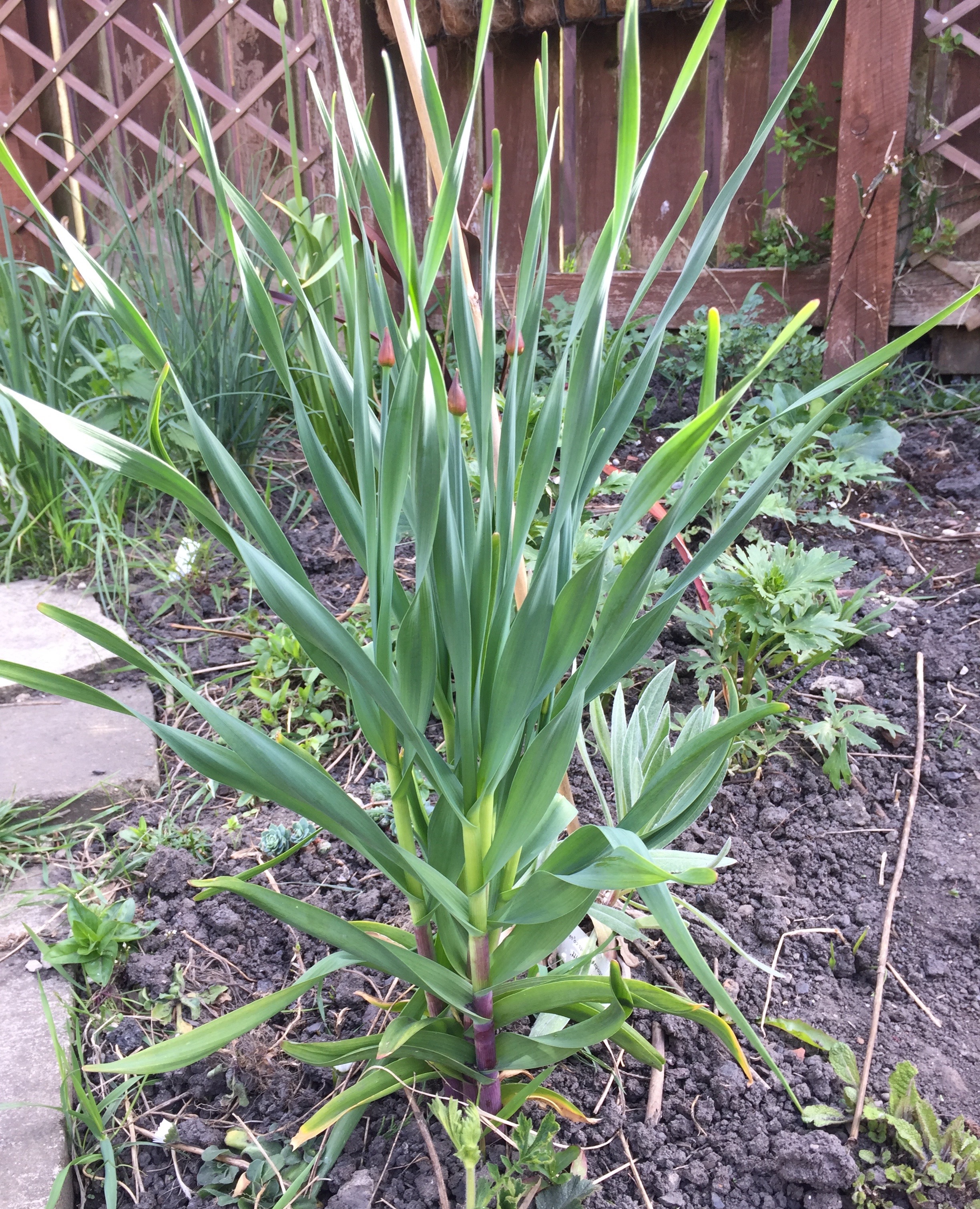 Alliums not flowering Page 2 — BBC Gardeners' World Magazine