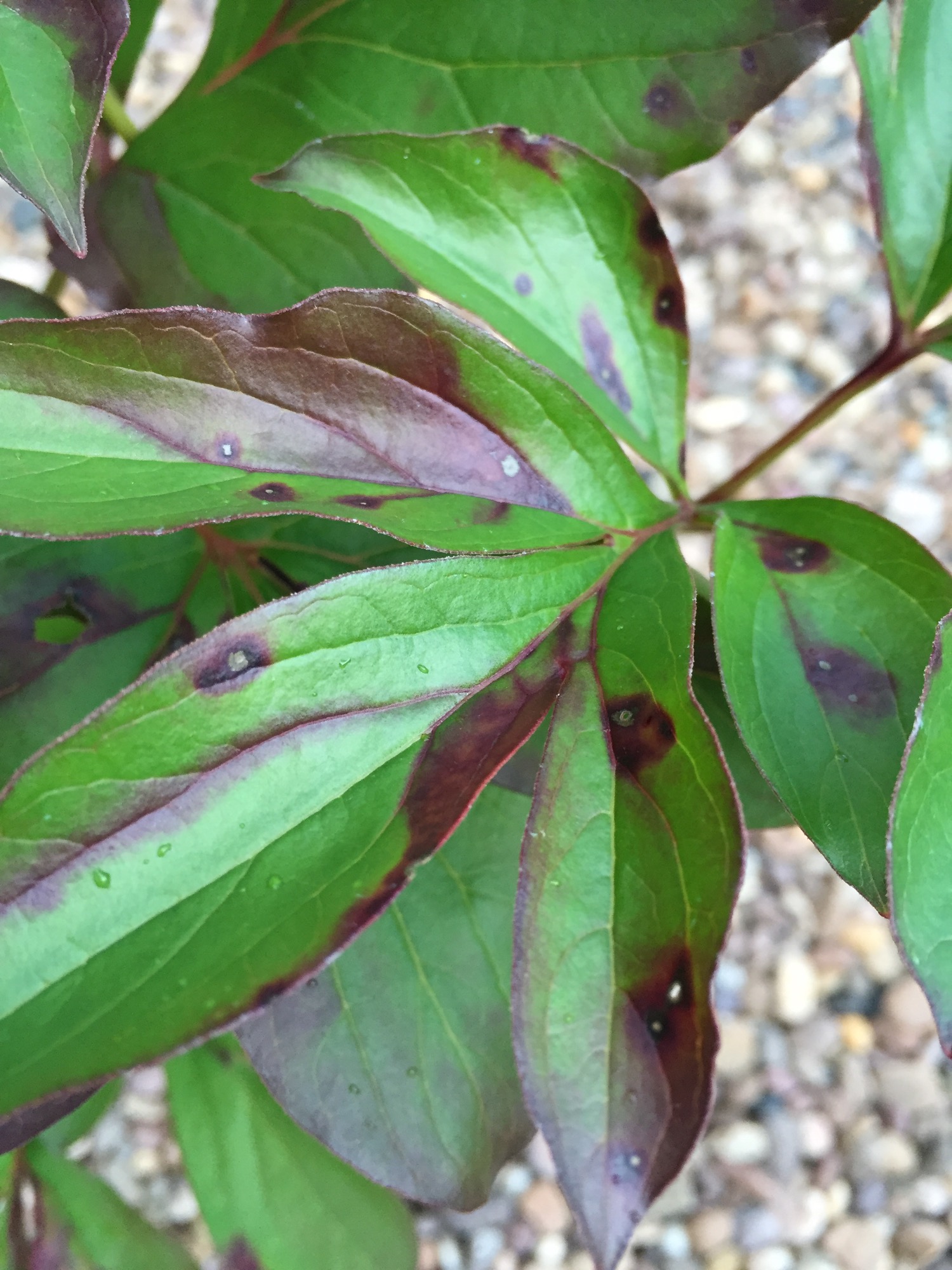 New peony browning leaves is this ok? — Forum