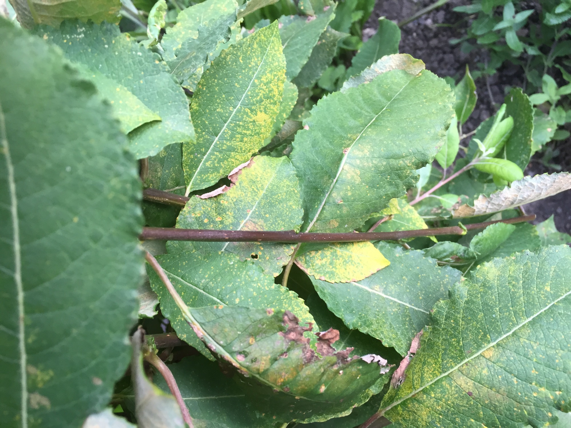 Salix Willow Tree Rust Bbc Gardeners World Magazine