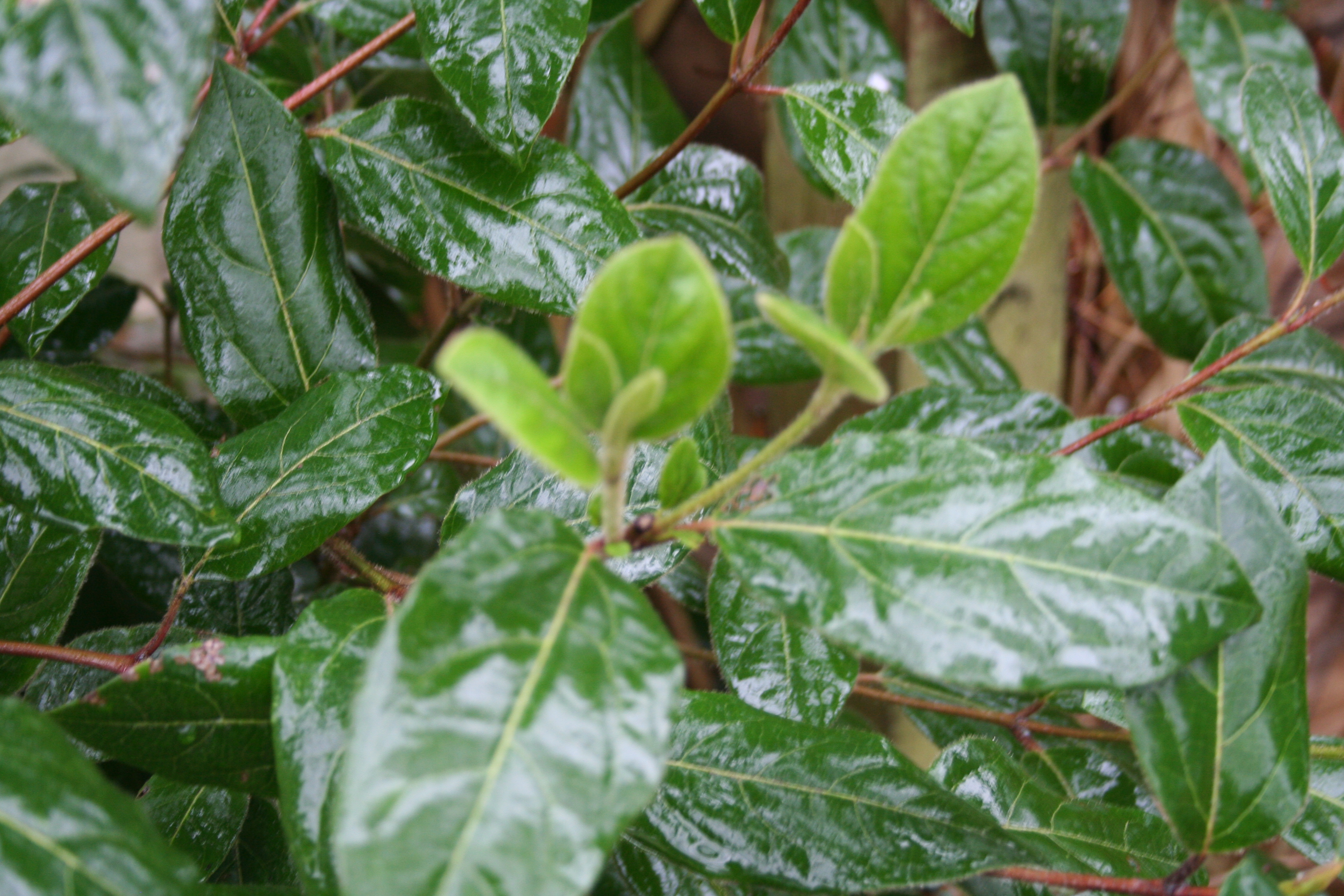 Non flowering Viburnum Page 2 — BBC Gardeners' World Magazine