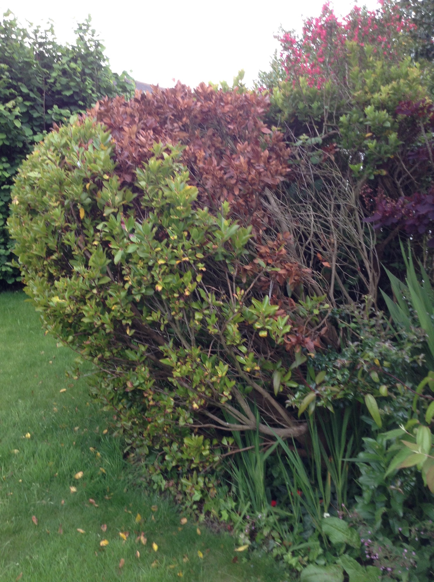 Strawberry Tree Dying... — BBC Gardeners' World Magazine