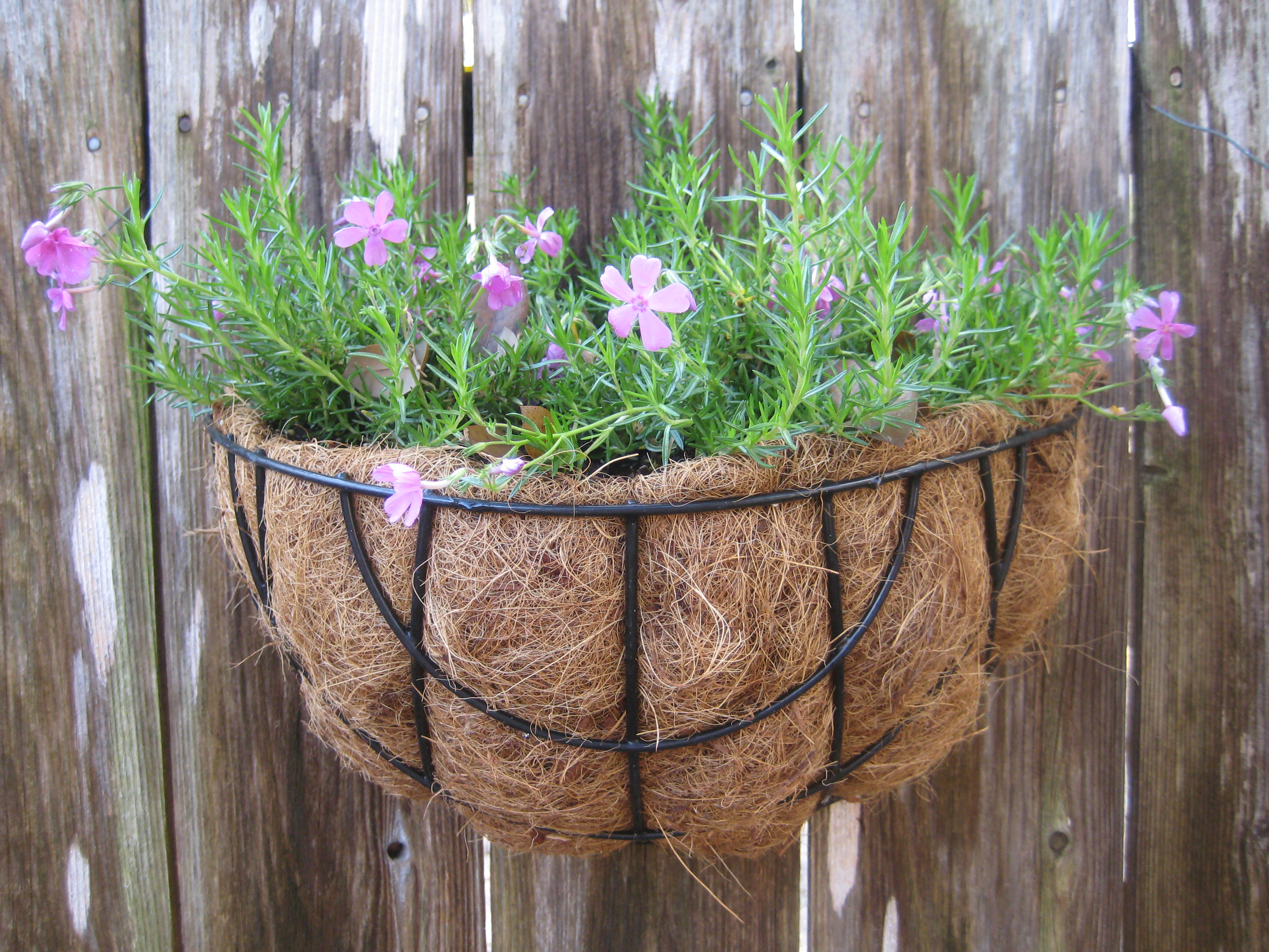 Show me your Hanging Baskets — BBC Gardeners' World Magazine