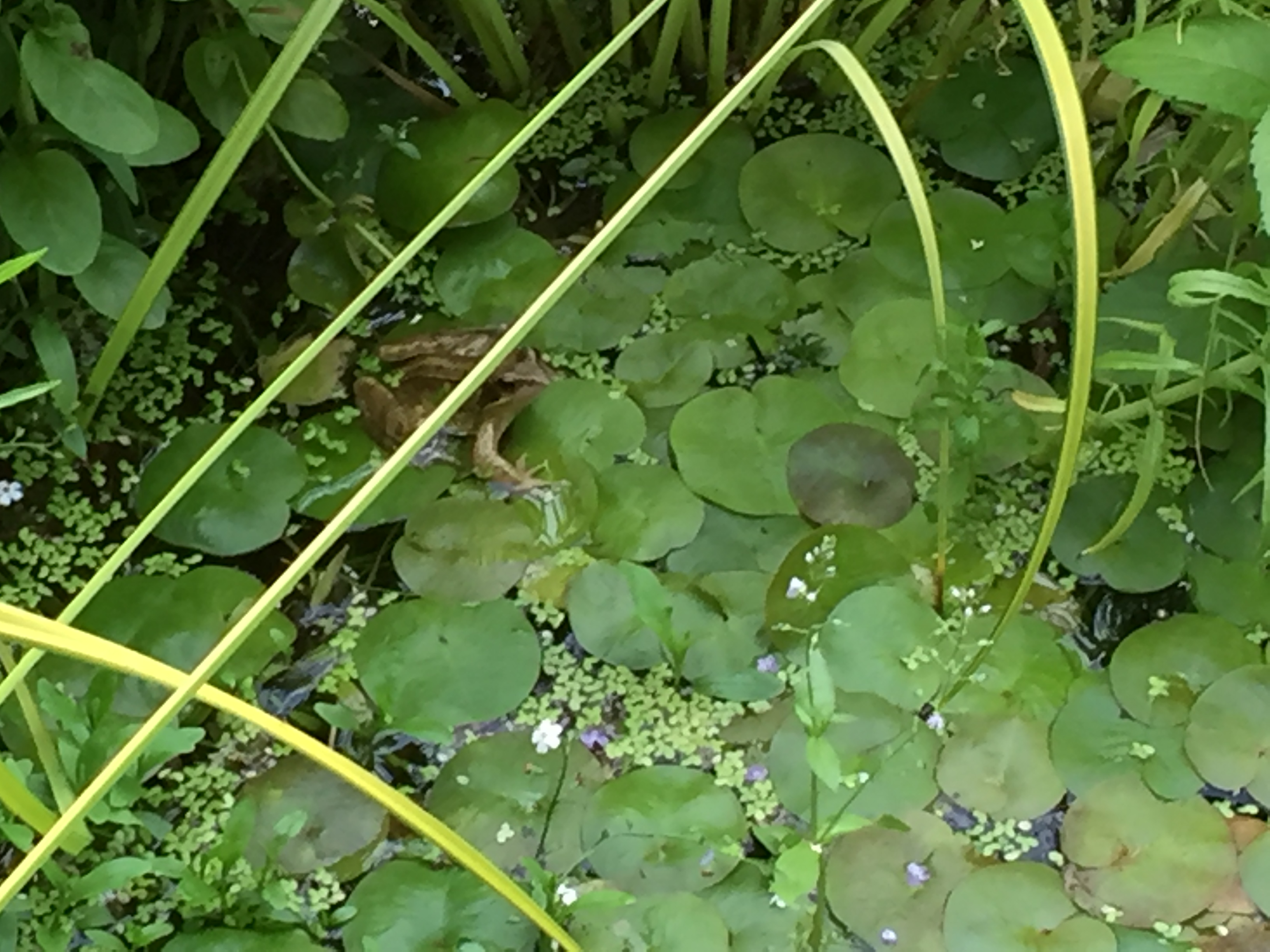 Wildlife Pond and filters — BBC Gardeners' World Magazine