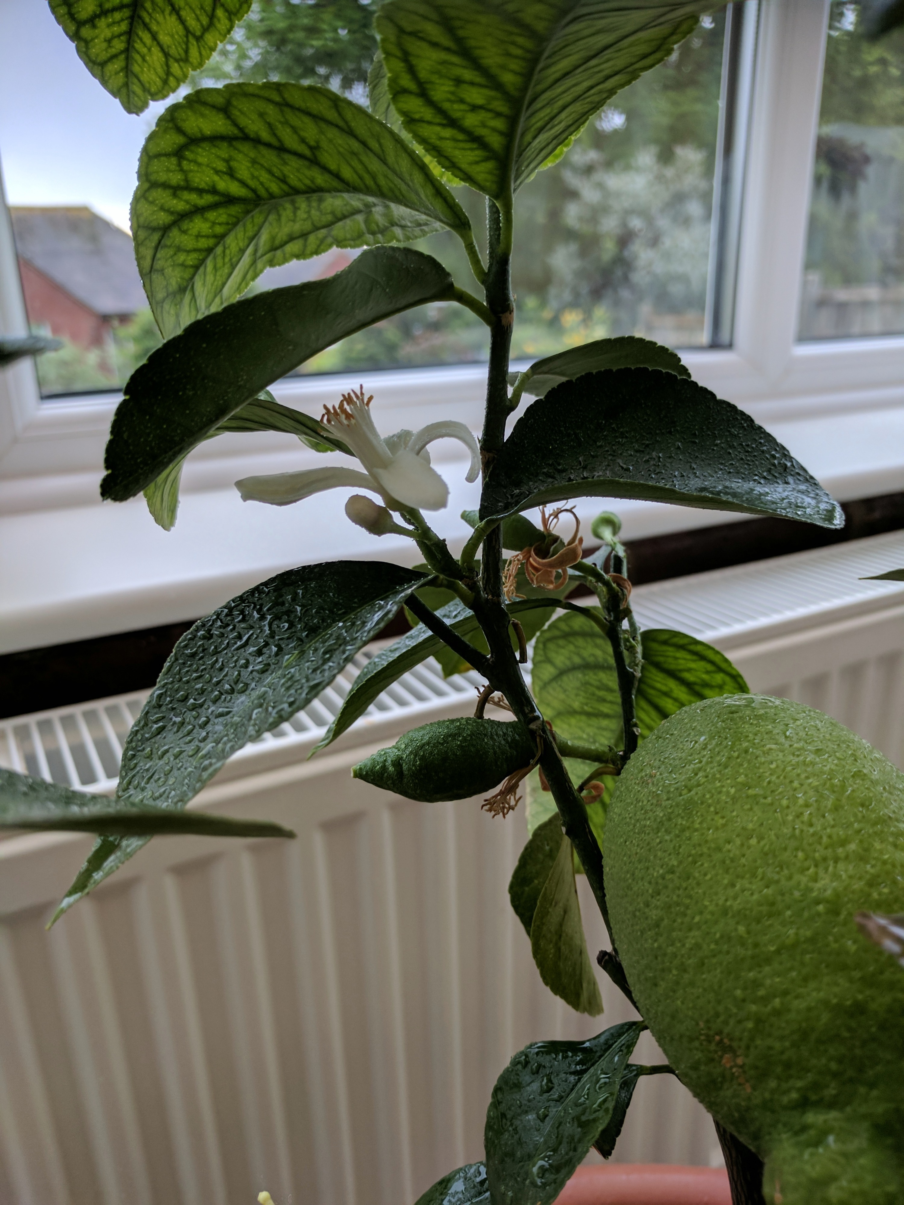 Lemon tree leaves suddenly dropping fast (April/May) [Help, please