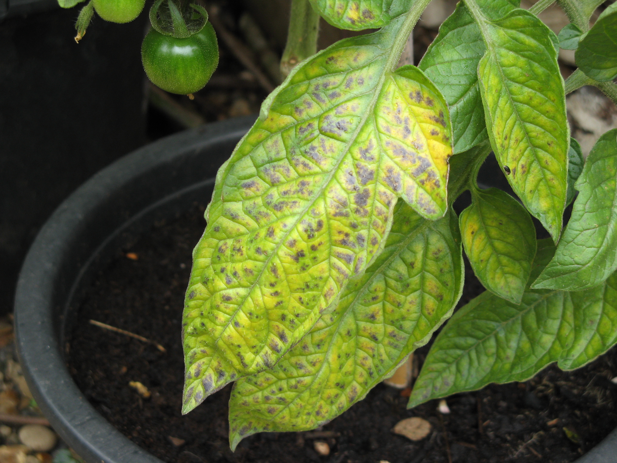 late blight tomato leaves