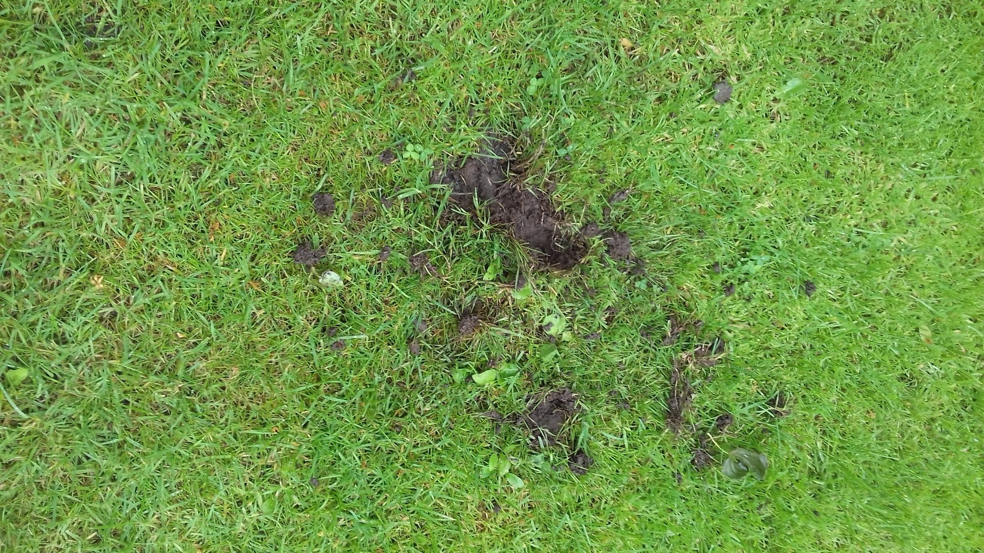 Holes In Lawn And Soil BBC Gardeners World Magazine