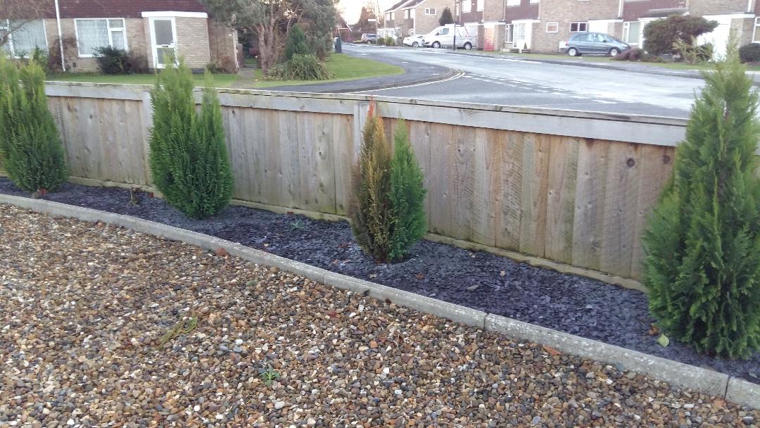 Conifer tree dying from top down — BBC Gardeners' World Magazine