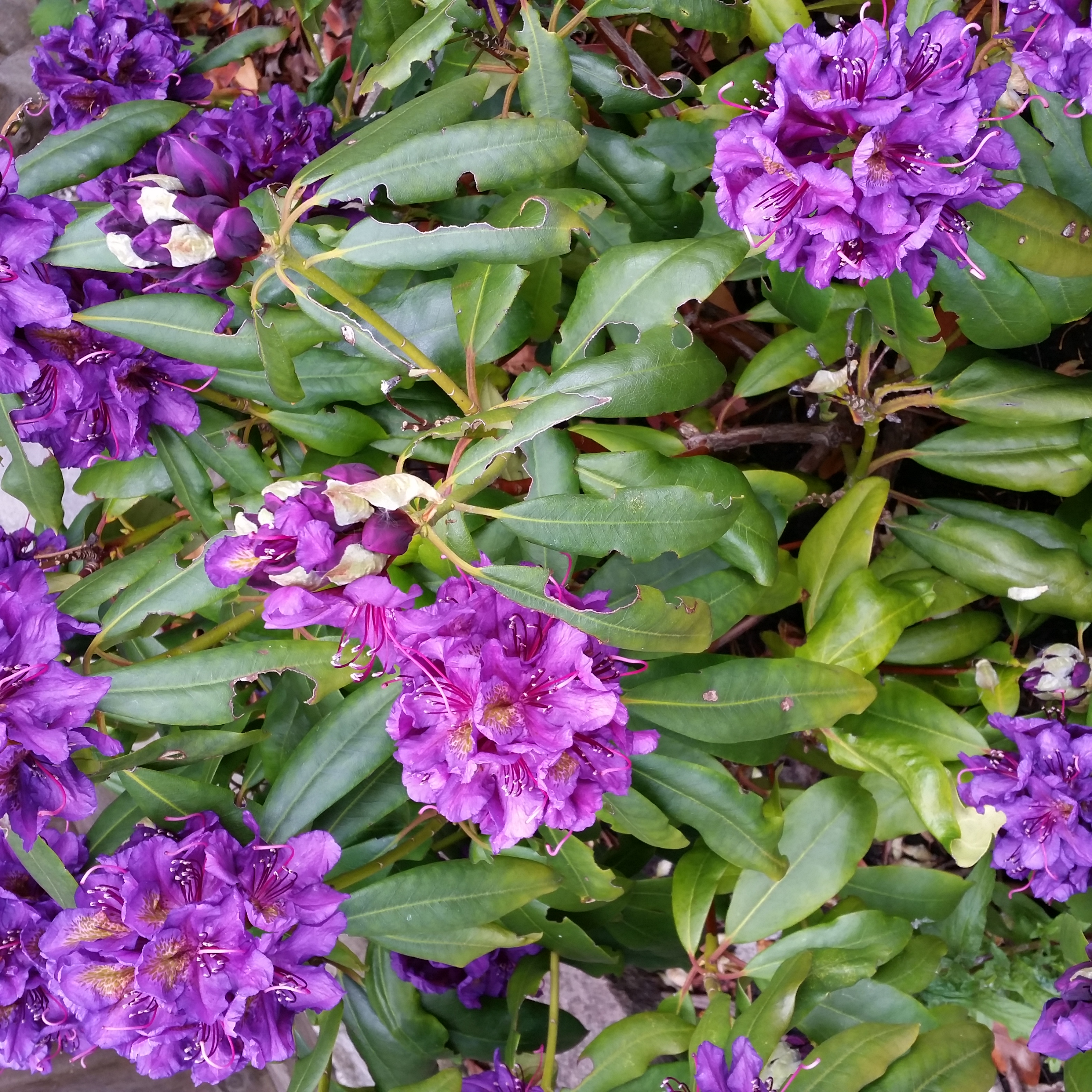 Rhododendron Problems — BBC Gardeners' World Magazine