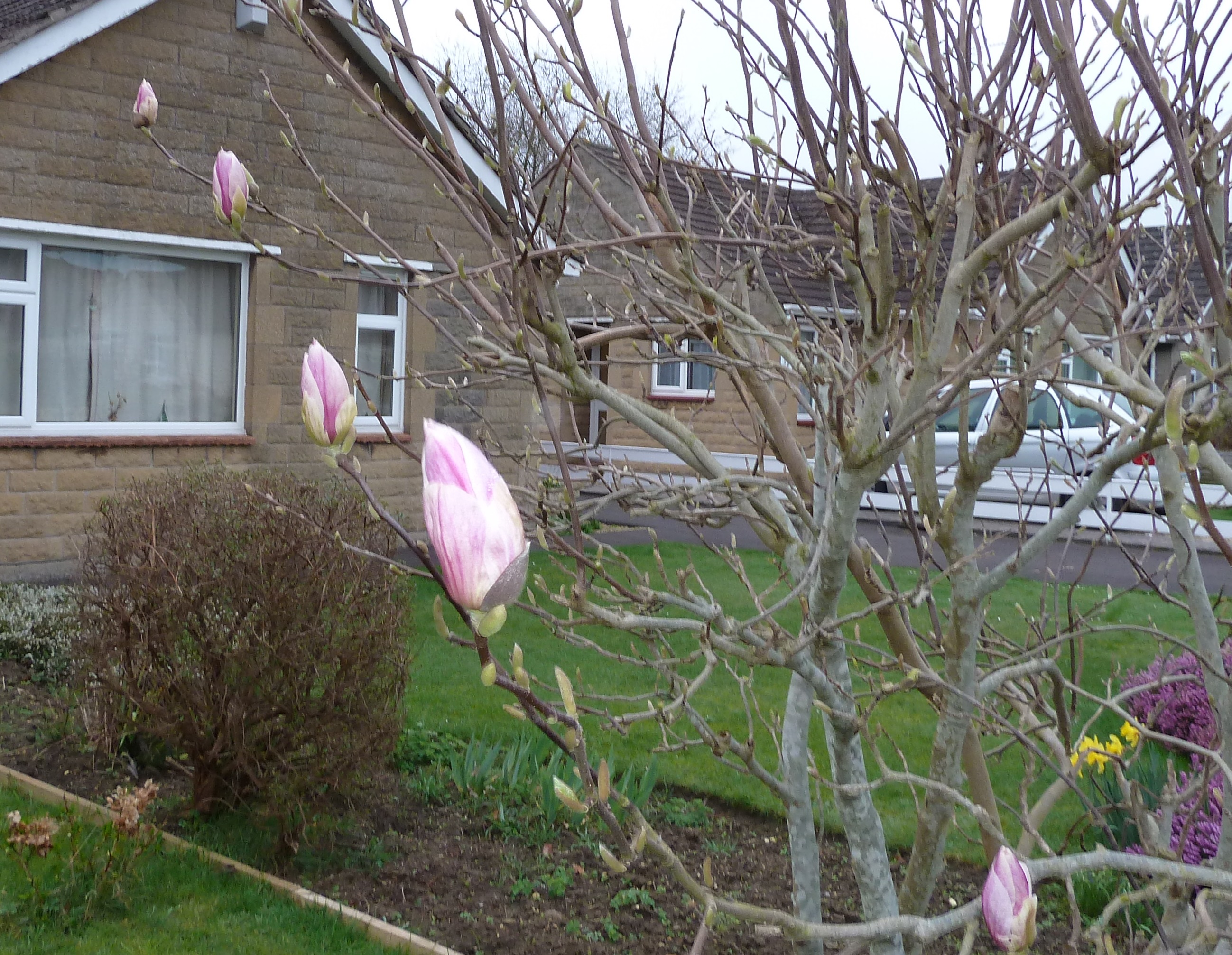 Plants for under a Magnolia — BBC Gardeners' World Magazine